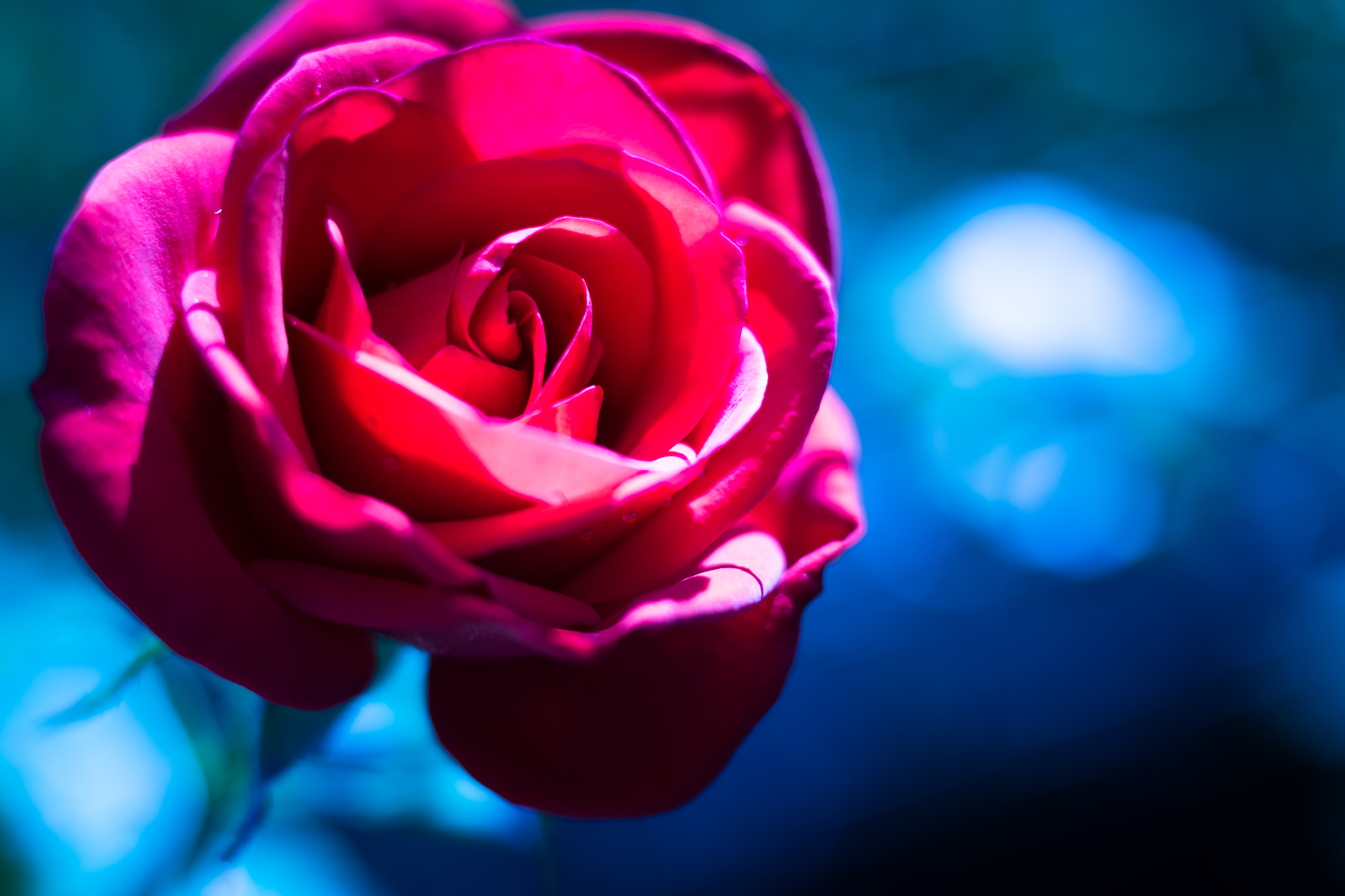 Download mobile wallpaper Flower, Macro, Rose, Rose Flower, Pink for free.