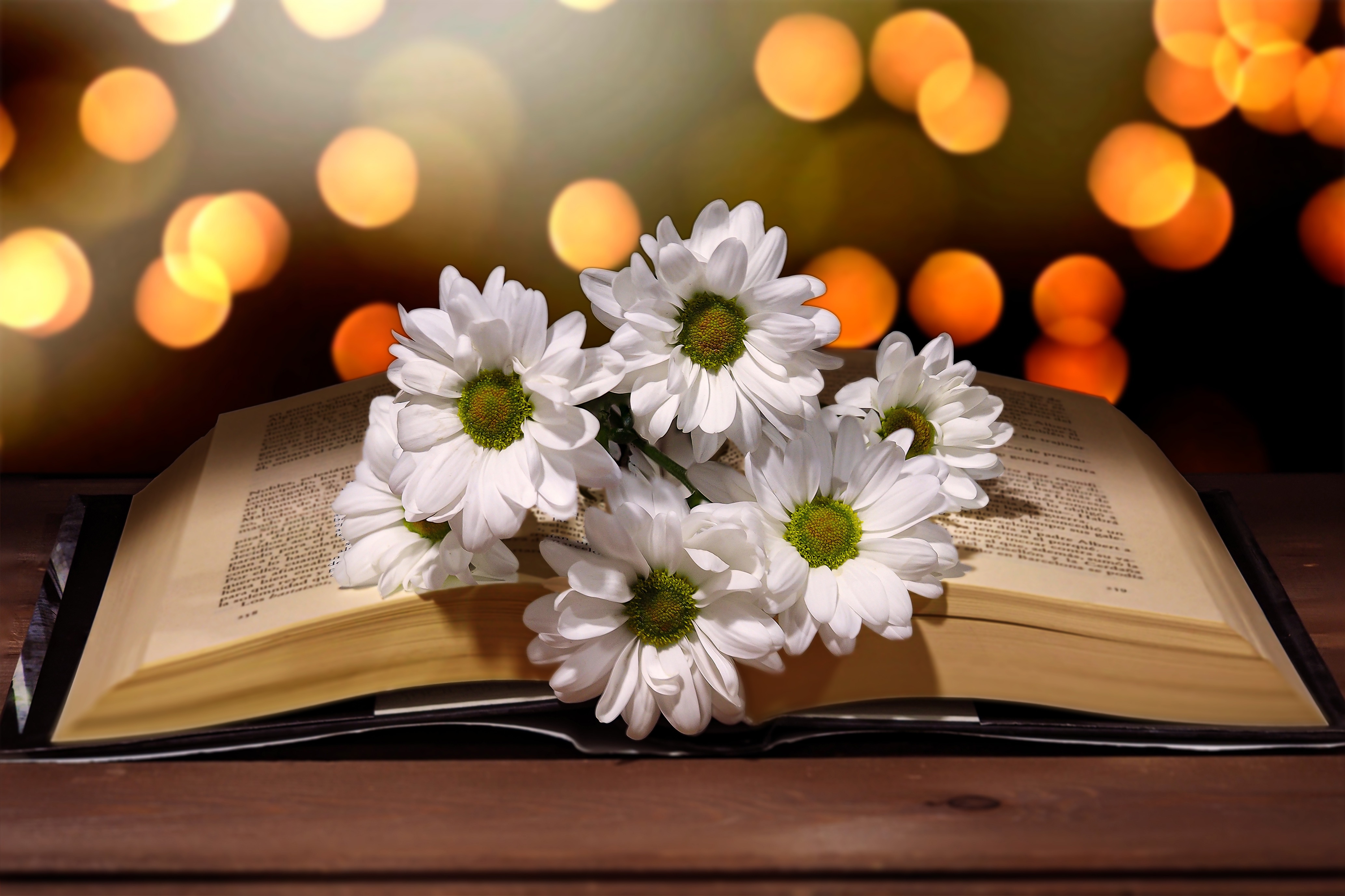 Download mobile wallpaper Book, White Flower, Man Made for free.