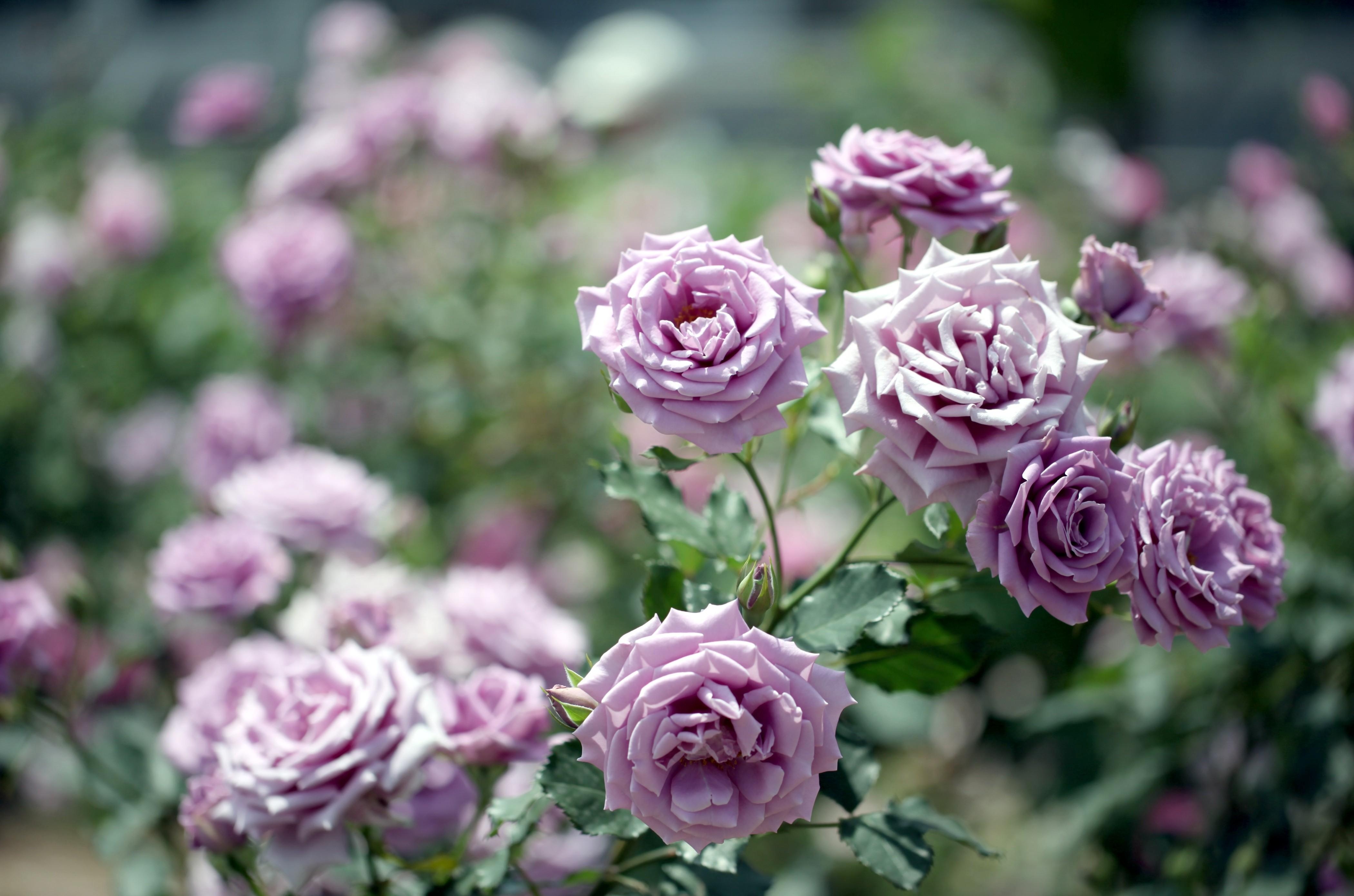 Free download wallpaper Flowers, Flower, Rose, Earth, Rose Bush on your PC desktop