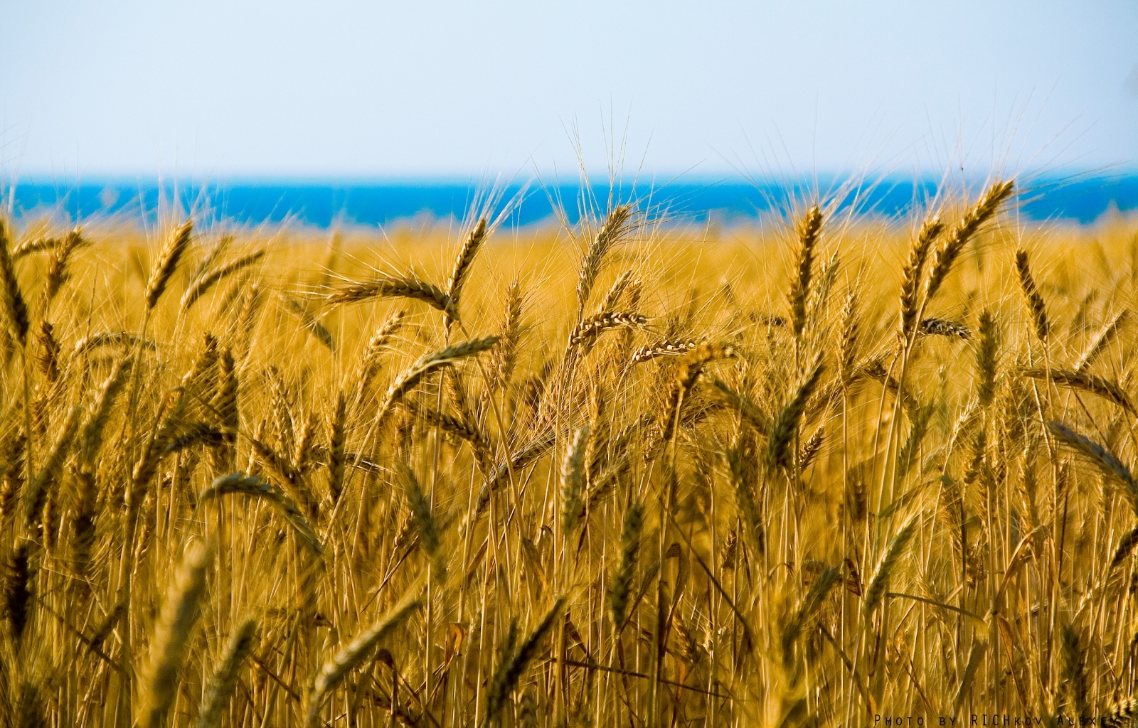 Laden Sie das Landschaft, Weizen, Felder-Bild kostenlos auf Ihren PC-Desktop herunter