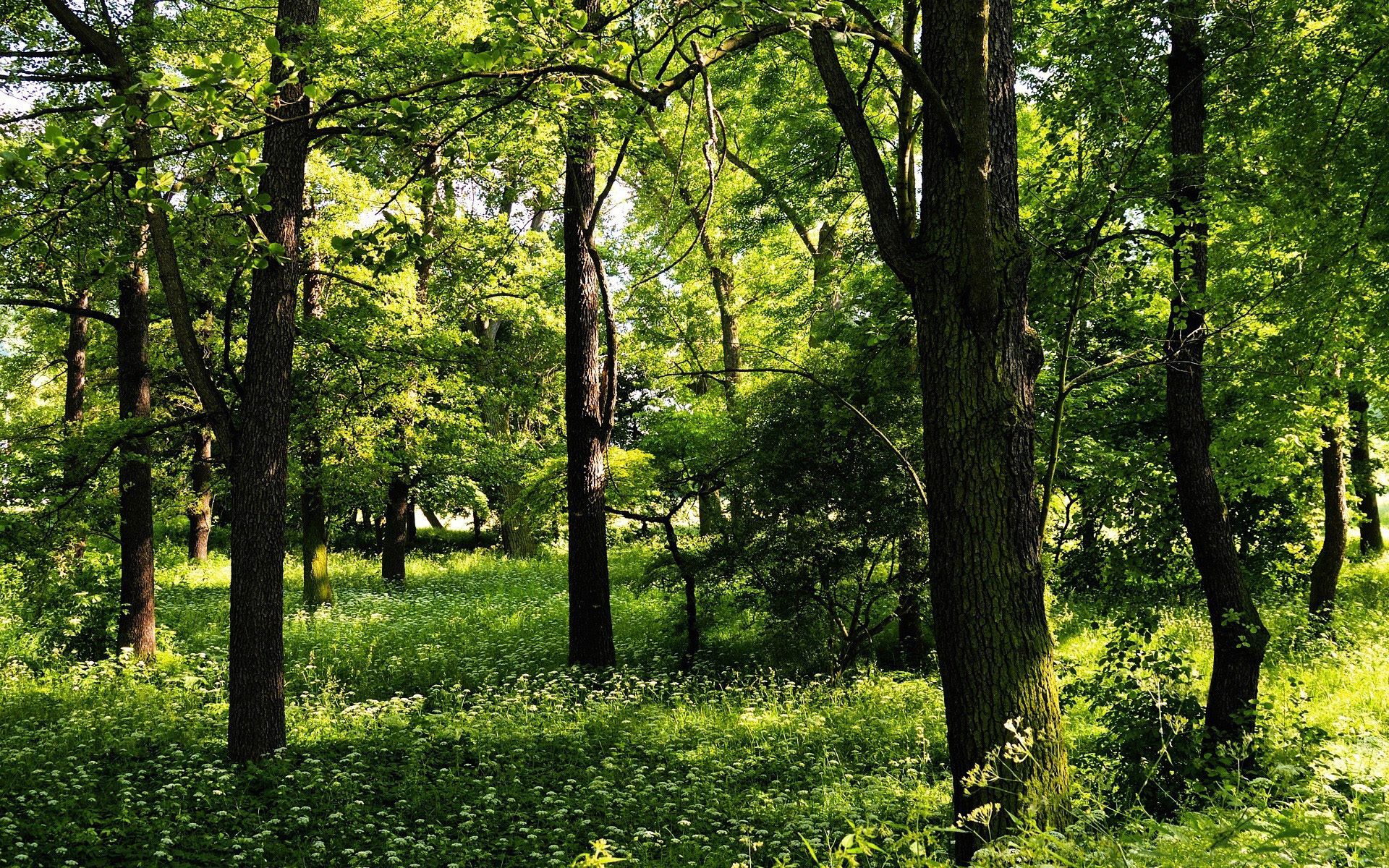 Скачати мобільні шпалери Природа, Дерева, Ліс, Зелень, Зелені, Пейзаж, Літо безкоштовно.