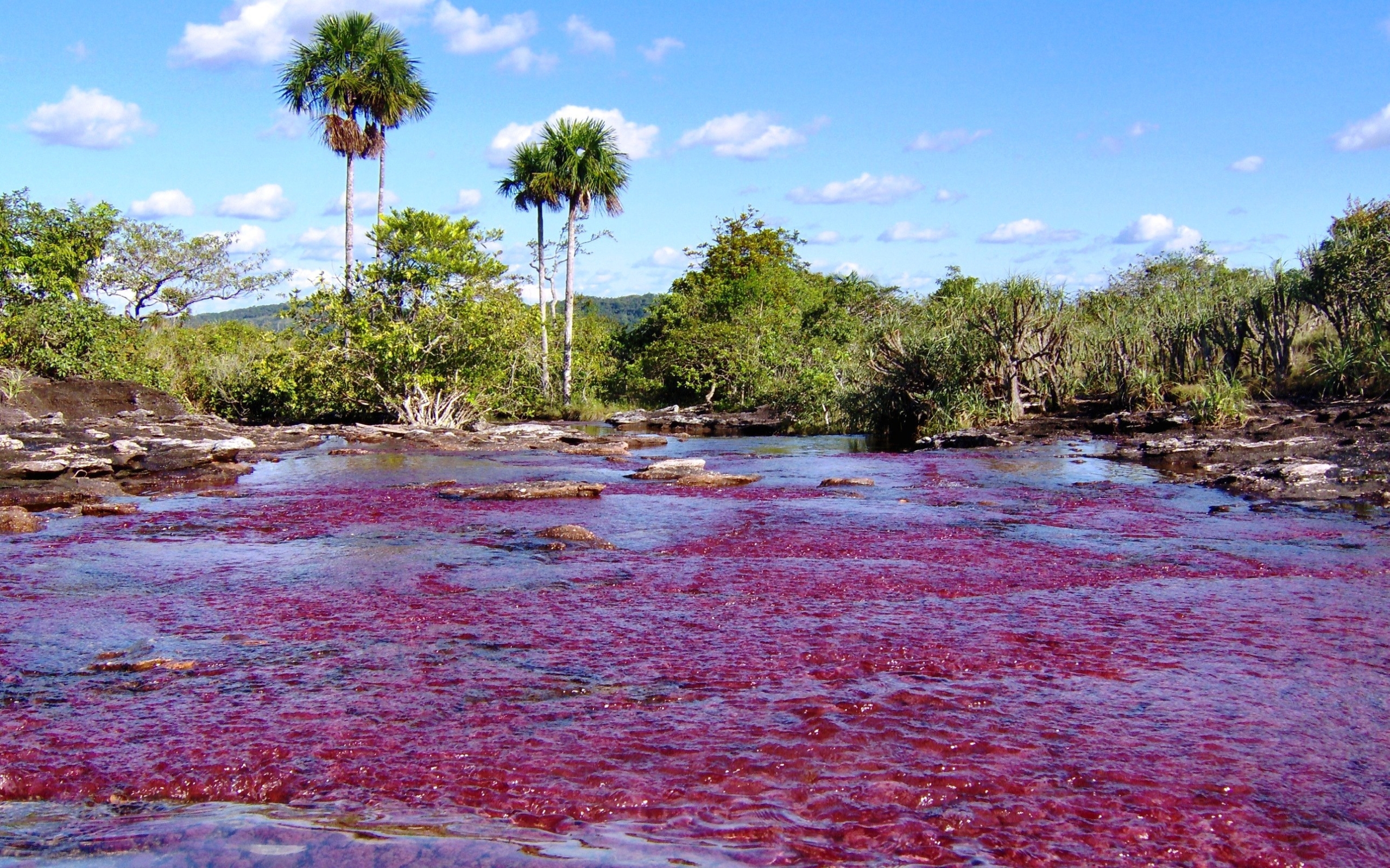 642357 baixar papel de parede terra/natureza, caño cristales - protetores de tela e imagens gratuitamente