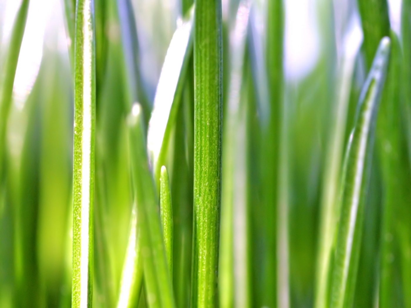 Download mobile wallpaper Plants, Grass for free.