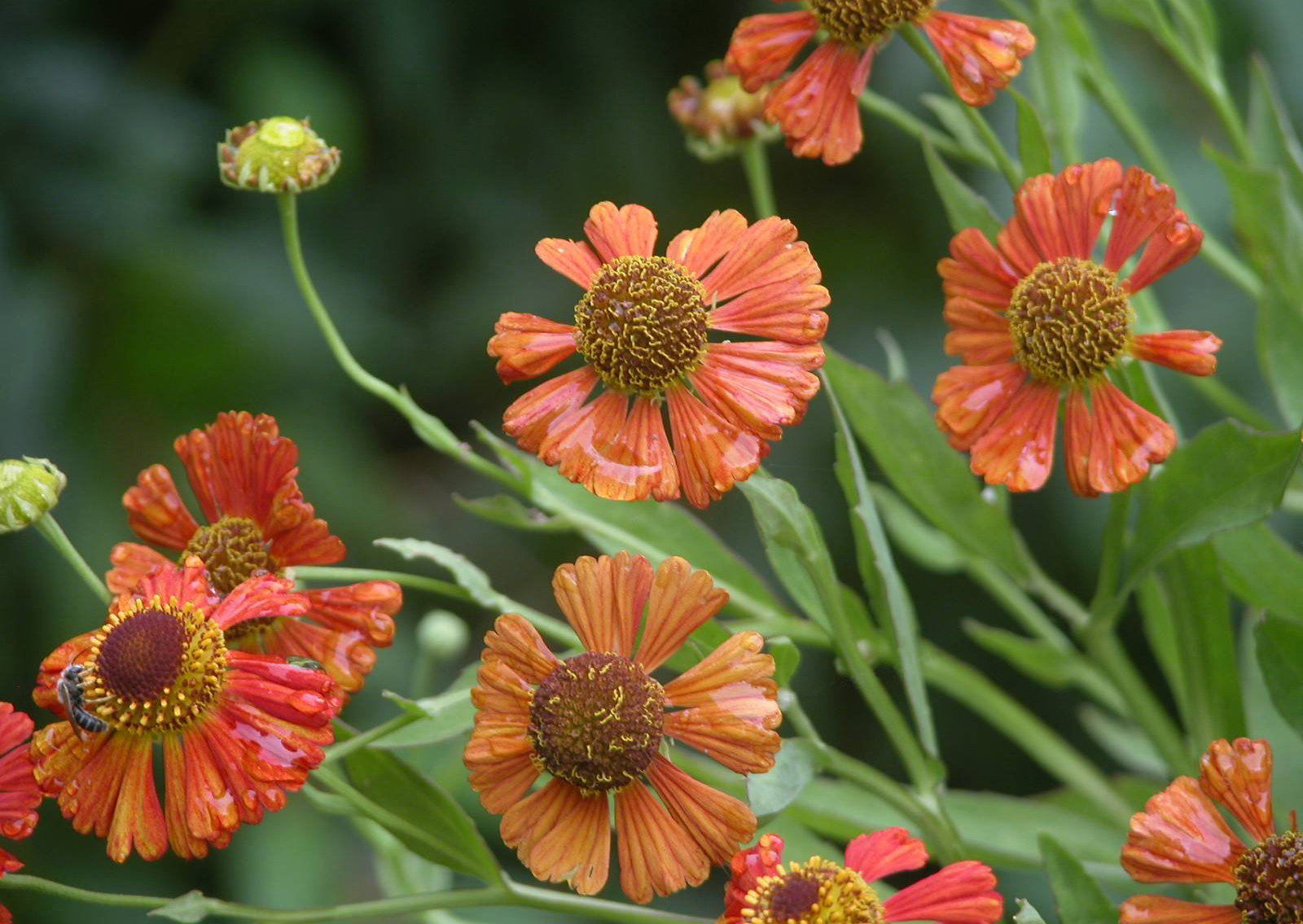 Descarga gratuita de fondo de pantalla para móvil de Flores, Flor, Tierra/naturaleza.