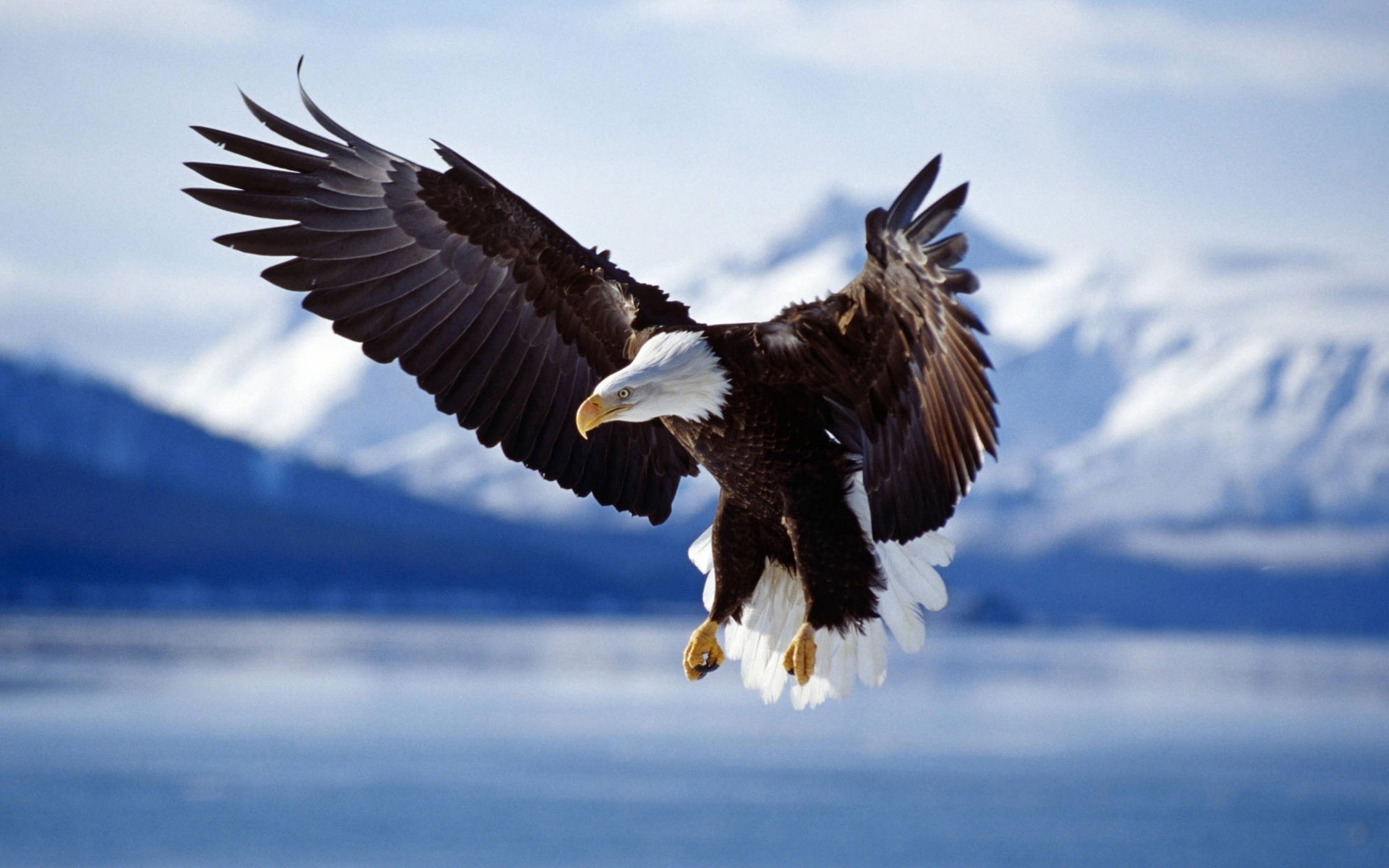230046 descargar imagen aves, animales, águila, águila calva, ave: fondos de pantalla y protectores de pantalla gratis