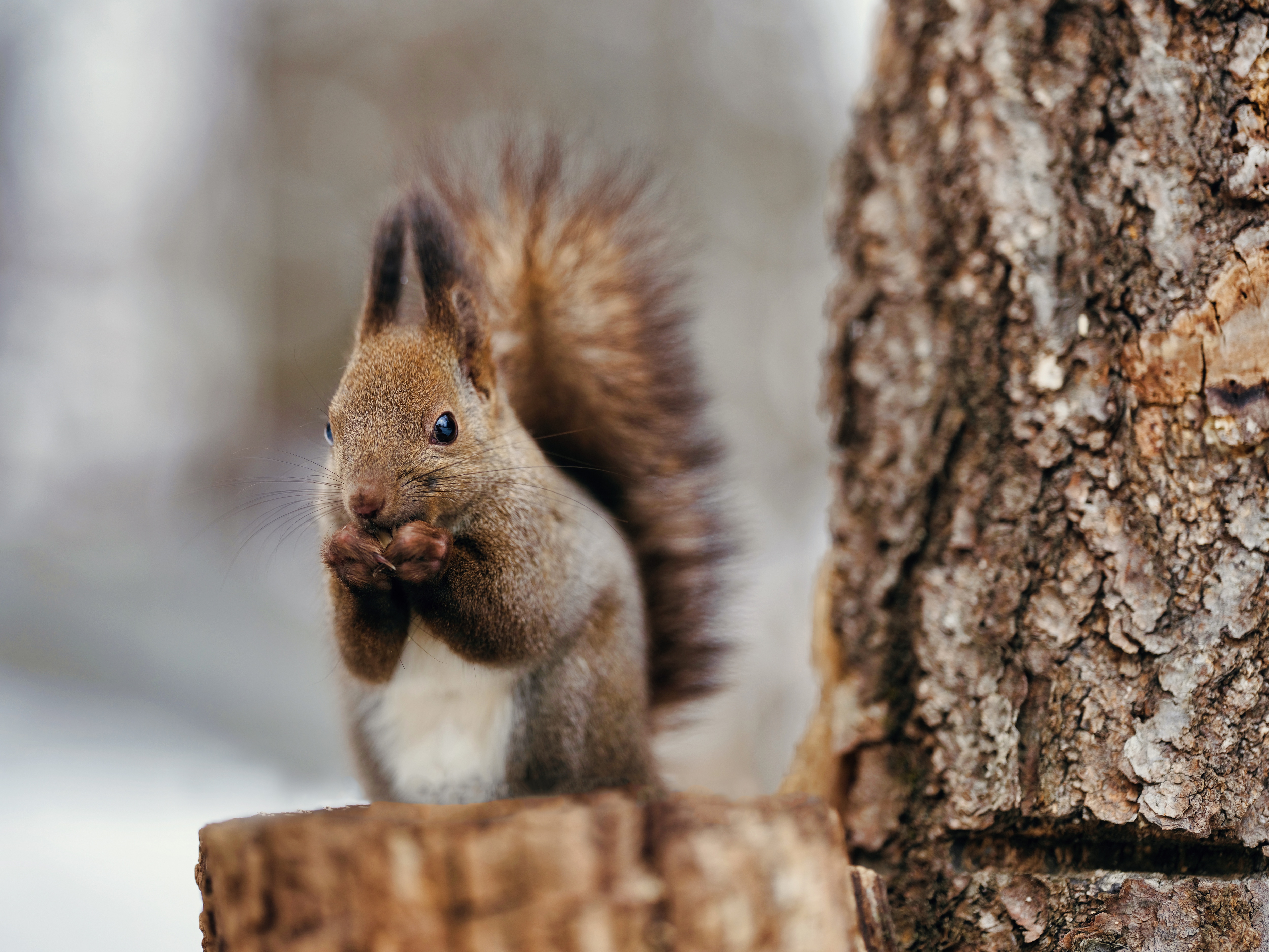 Download mobile wallpaper Squirrel, Animal for free.