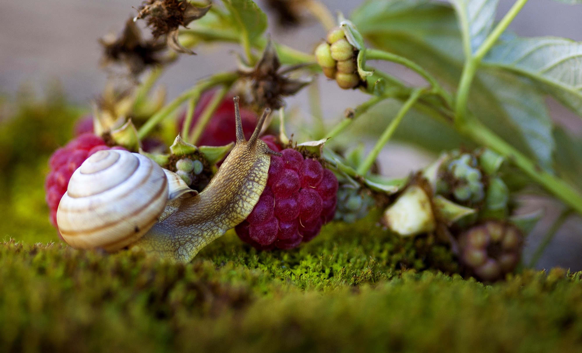 Download mobile wallpaper Raspberry, Macro, Berry, Animal, Moss, Snail for free.