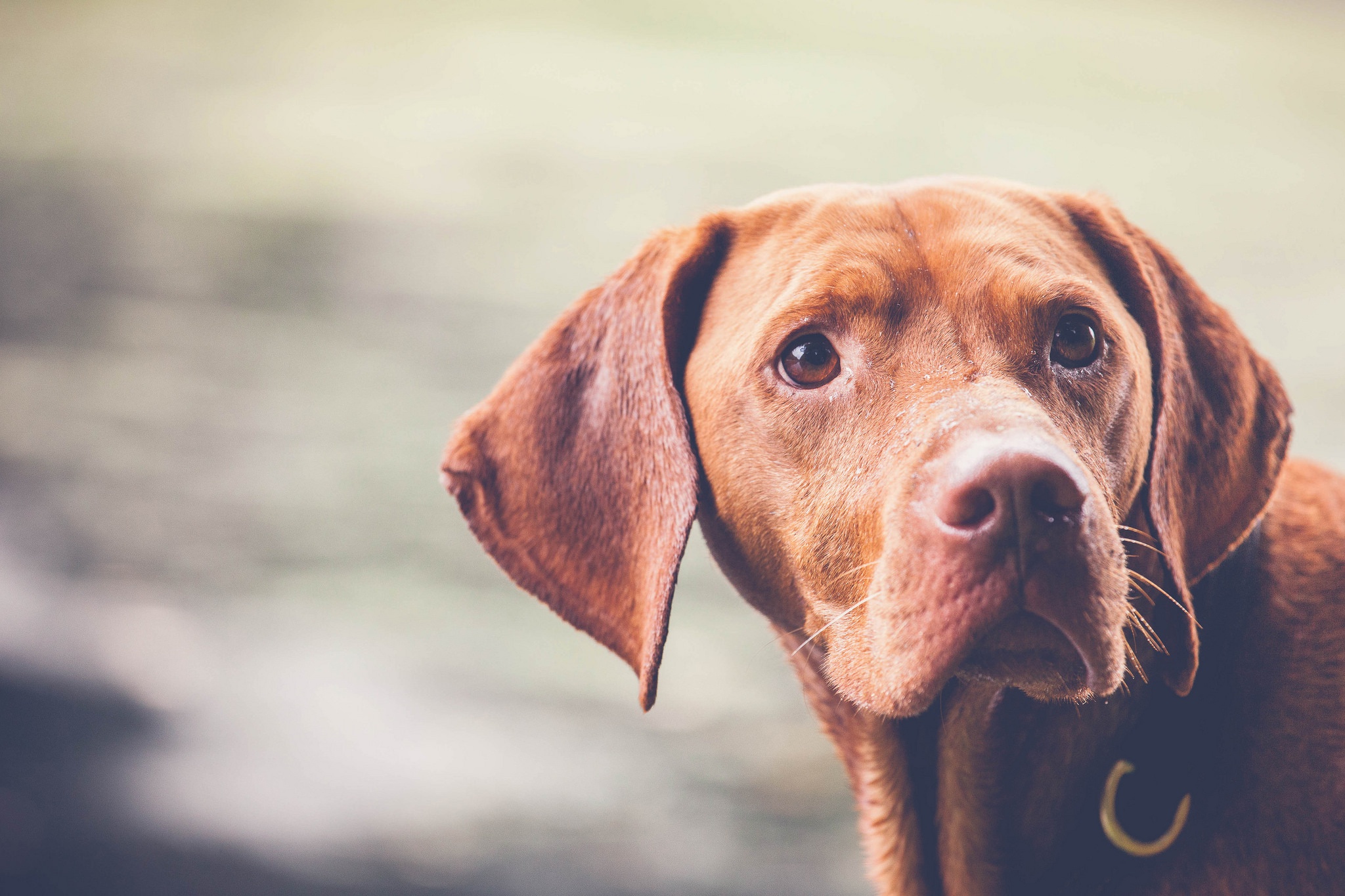 PCデスクトップに動物, 犬, 銃口画像を無料でダウンロード