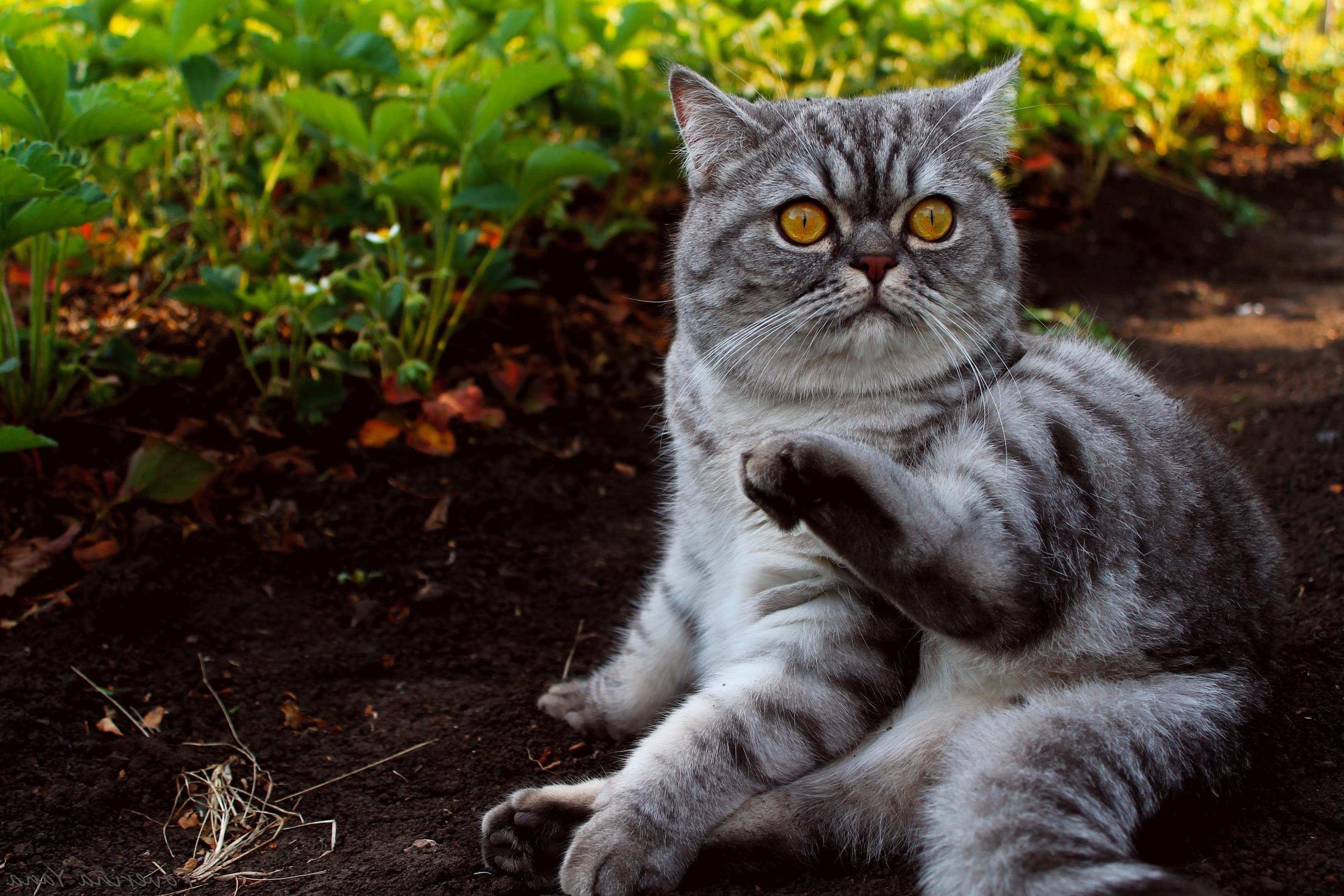 Handy-Wallpaper Tiere, Katzen, Katze kostenlos herunterladen.