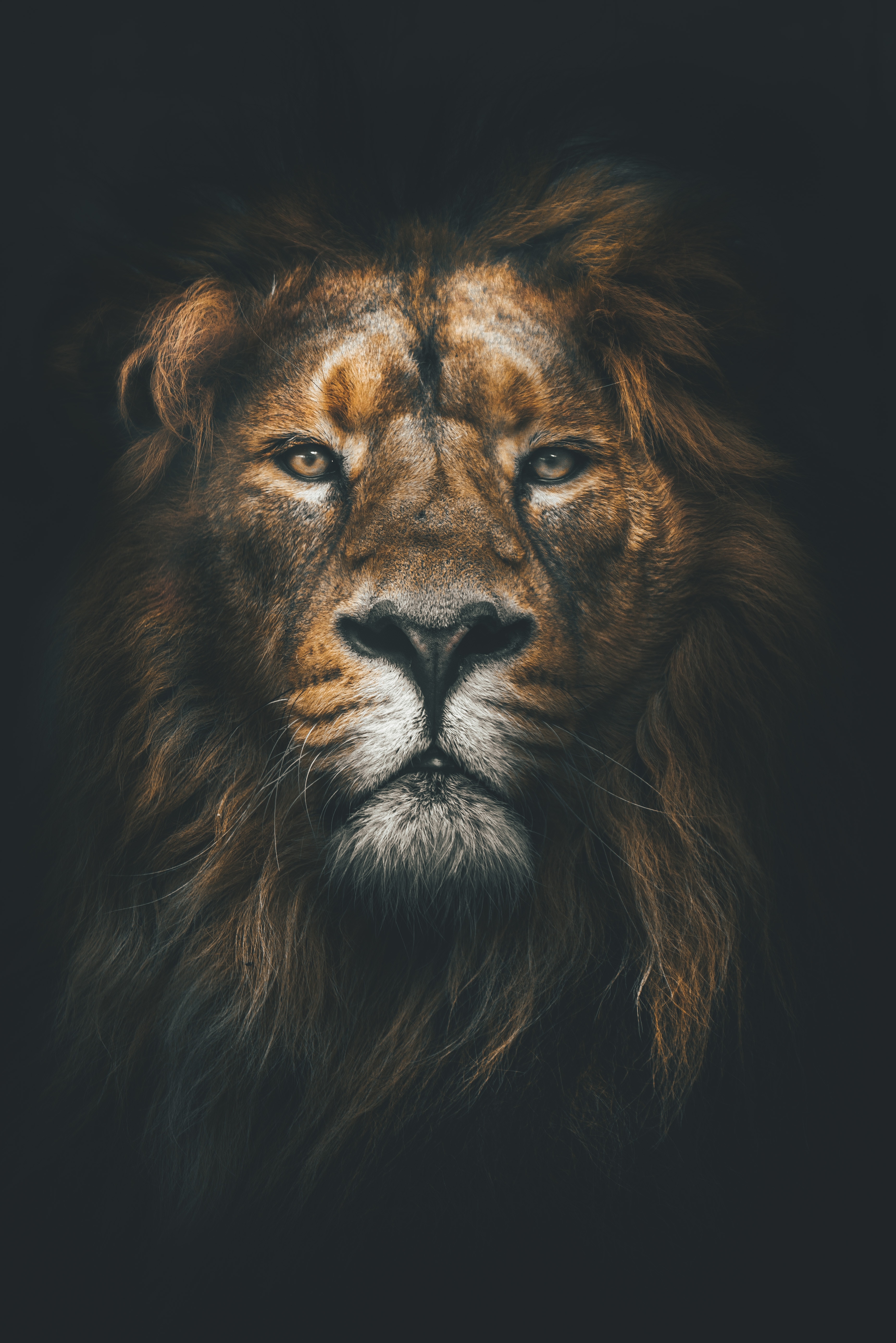 156199 descargar imagen león, animales, depredador, un leon, bozal, visión, opinión, melena: fondos de pantalla y protectores de pantalla gratis