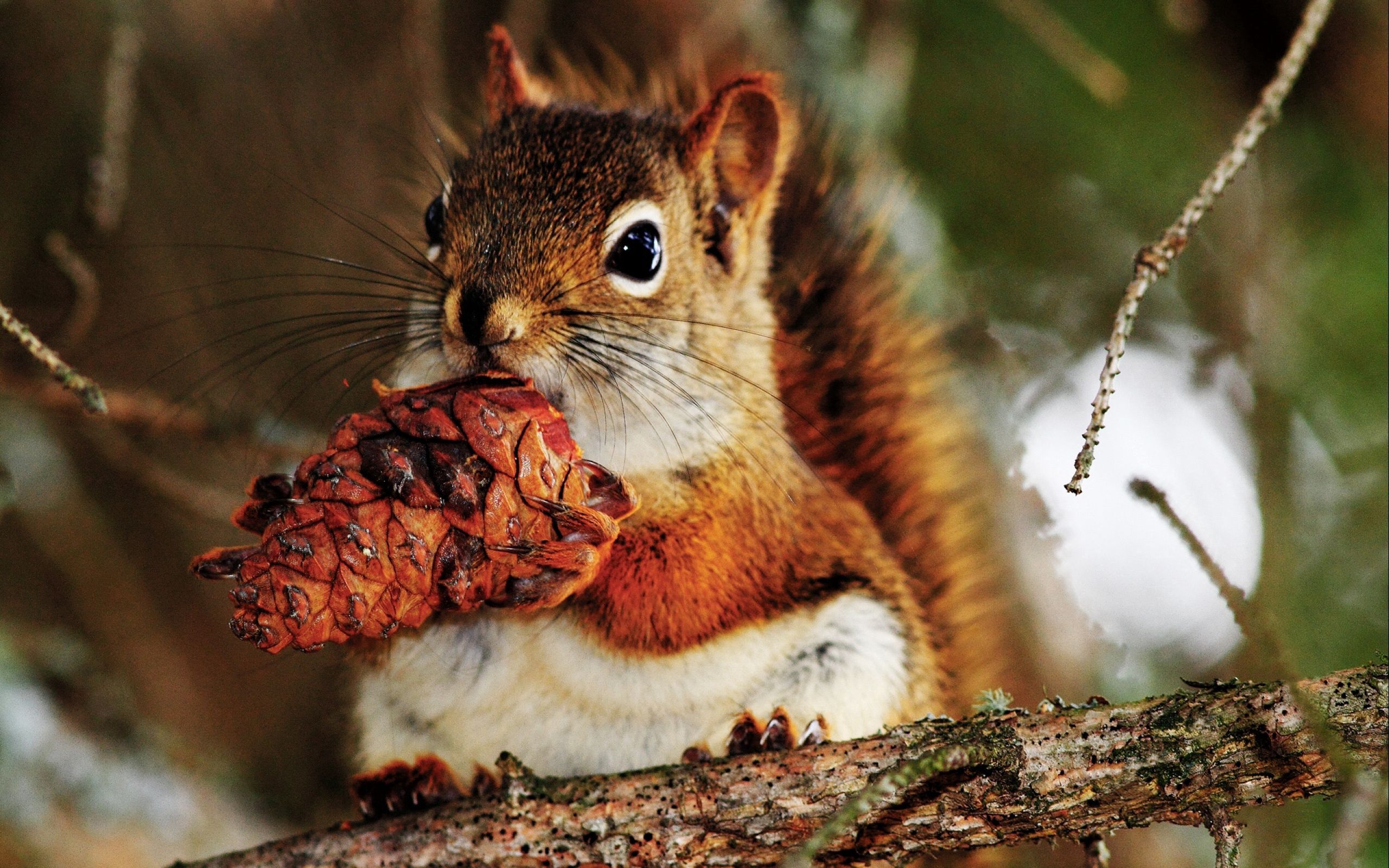 Free download wallpaper Cone, Bump, Nut, Animals, Food, Squirrel on your PC desktop