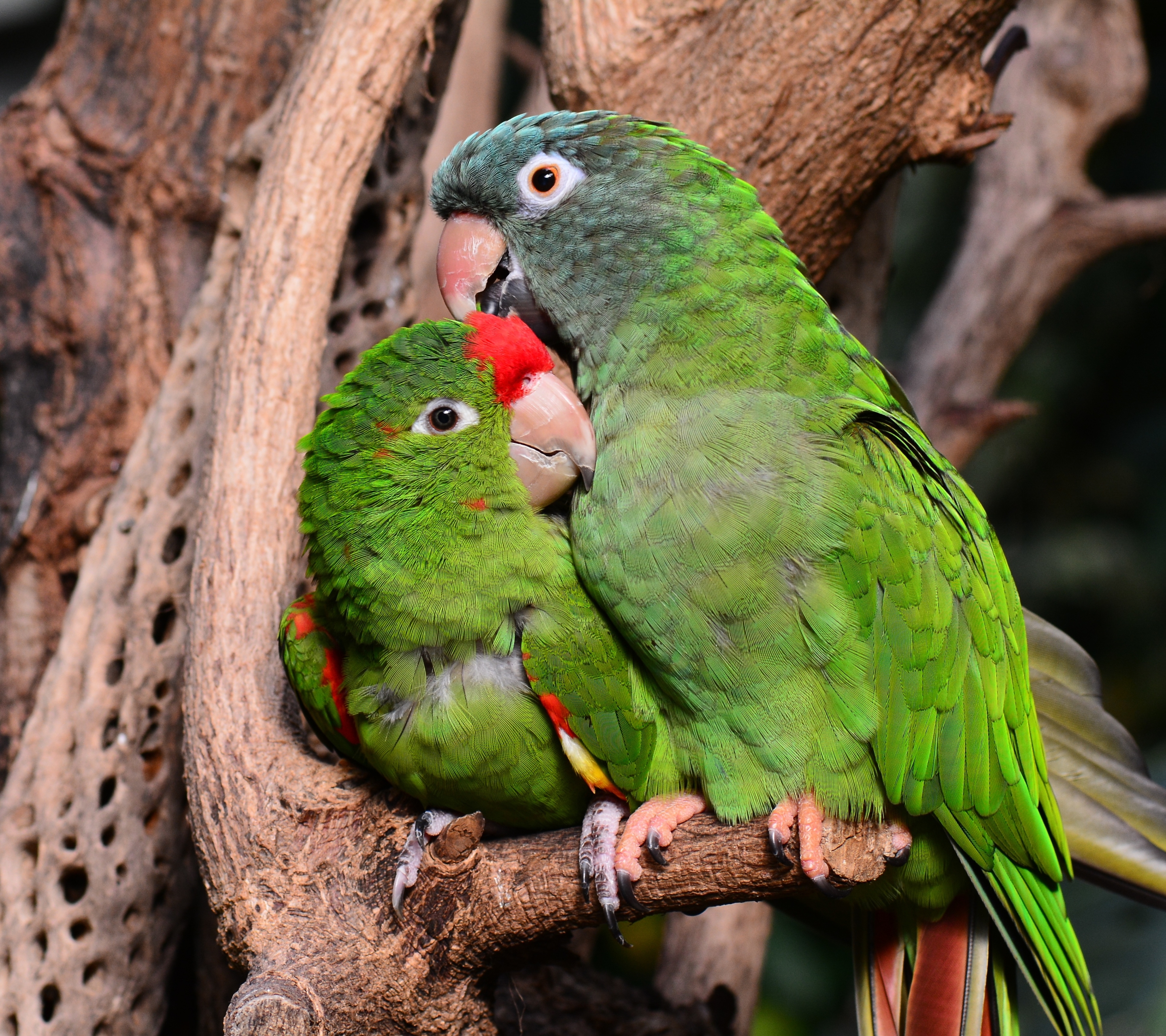 Laden Sie das Tiere, Vögel, Vogel, Papagei-Bild kostenlos auf Ihren PC-Desktop herunter