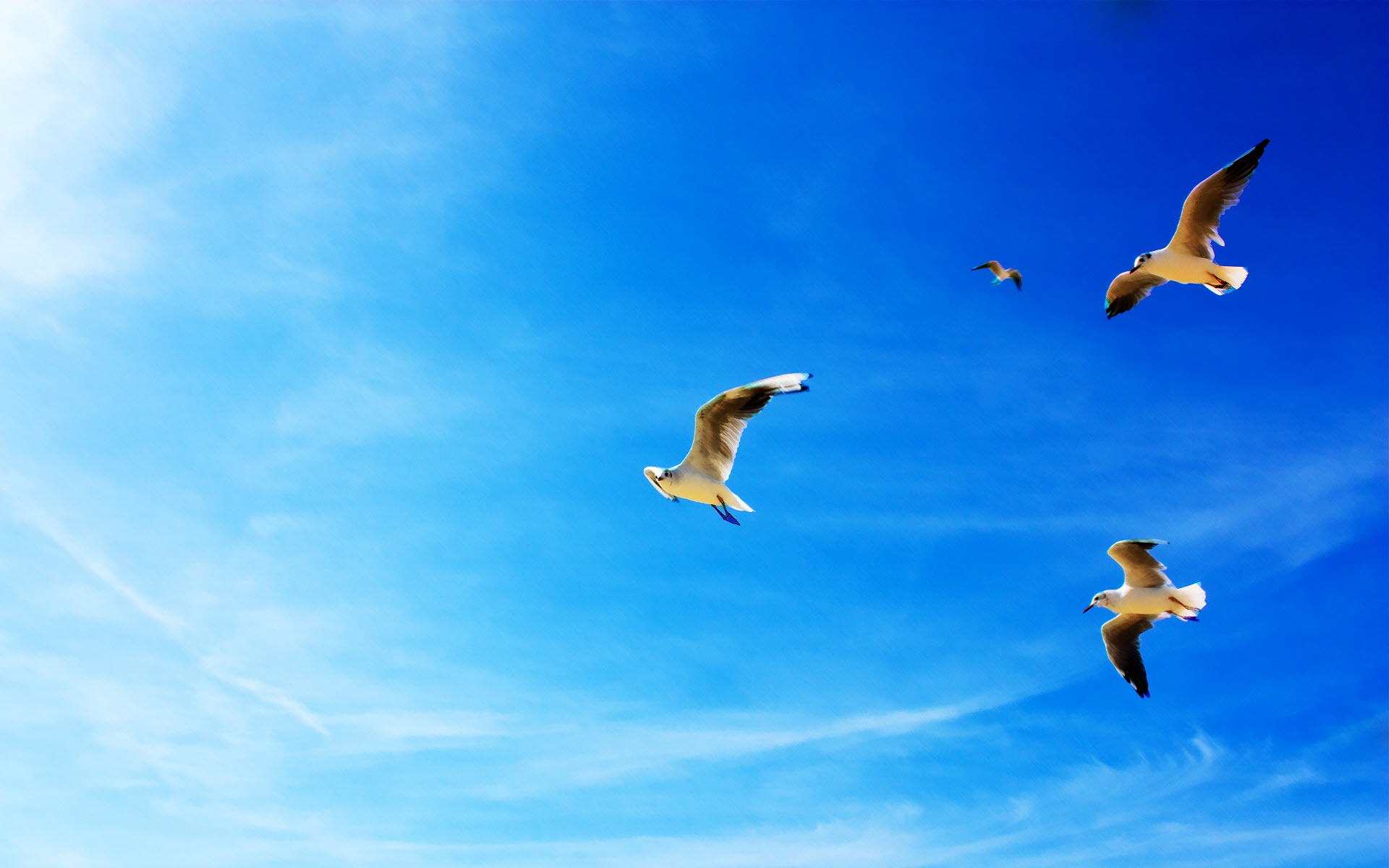 Baixe gratuitamente a imagem Pássaro, Aves, Animais na área de trabalho do seu PC