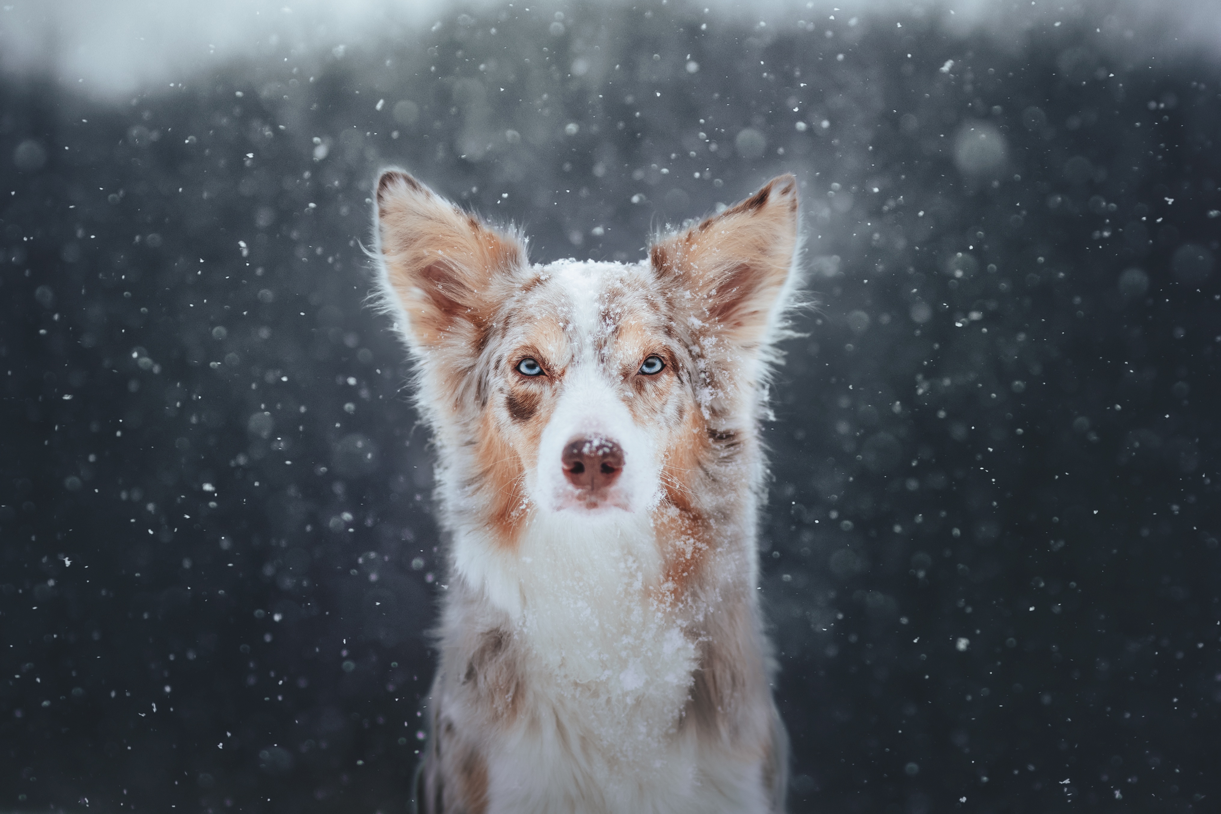 Download mobile wallpaper Dogs, Dog, Animal, Snowfall for free.
