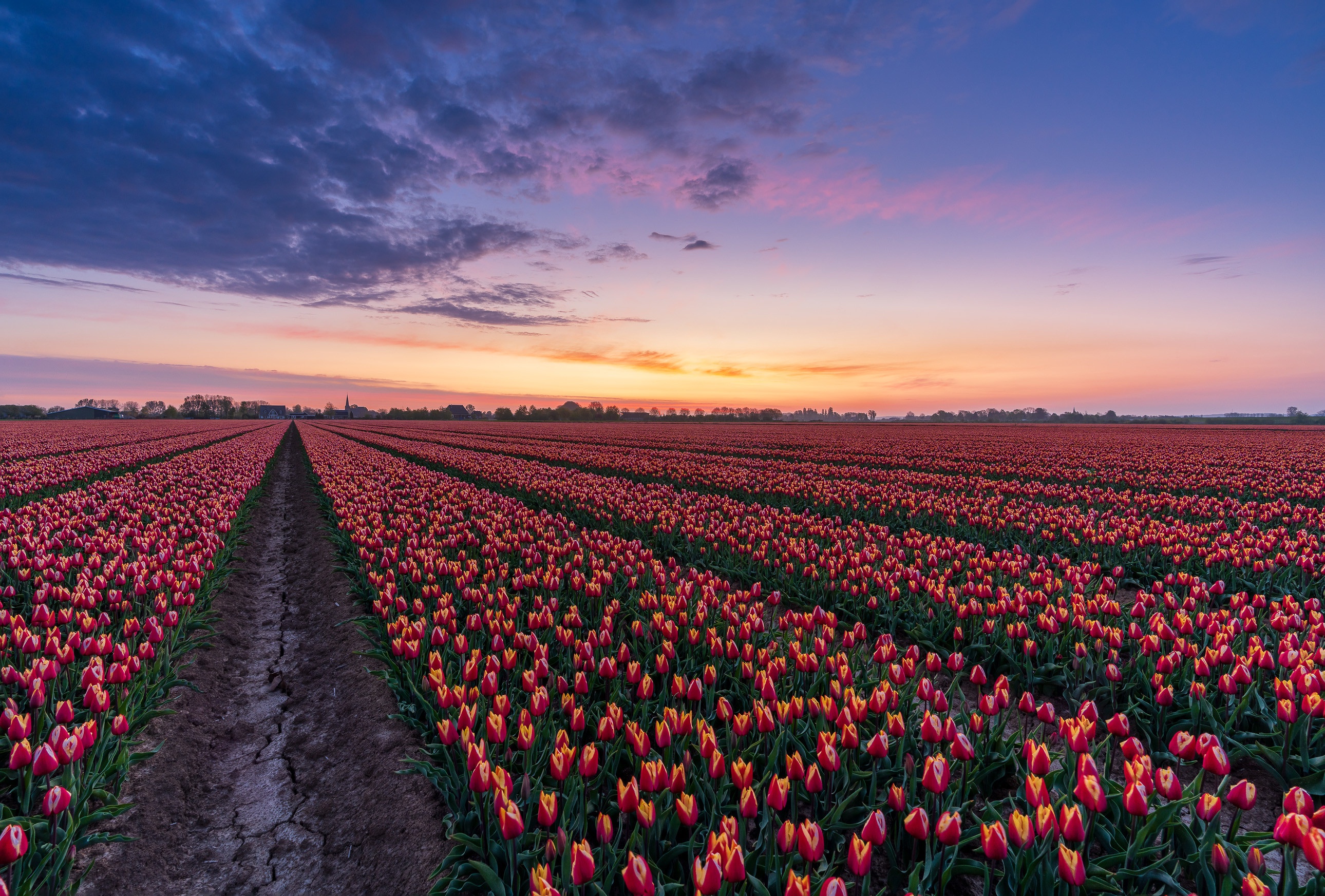 Download mobile wallpaper Flowers, Dawn, Flower, Earth, Field, Tulip, Netherlands for free.