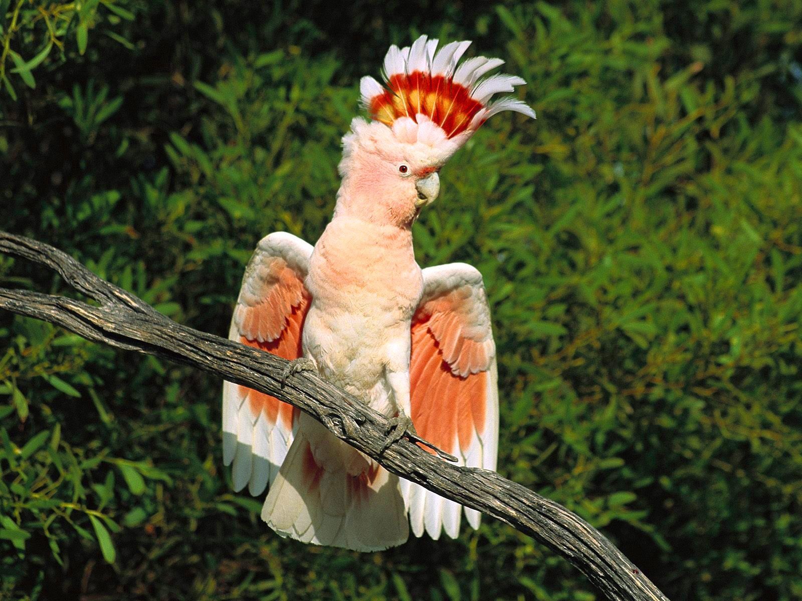 54047 скачать картинку попугаи, ветка, животные, перья, сидеть, красивый, грива - обои и заставки бесплатно