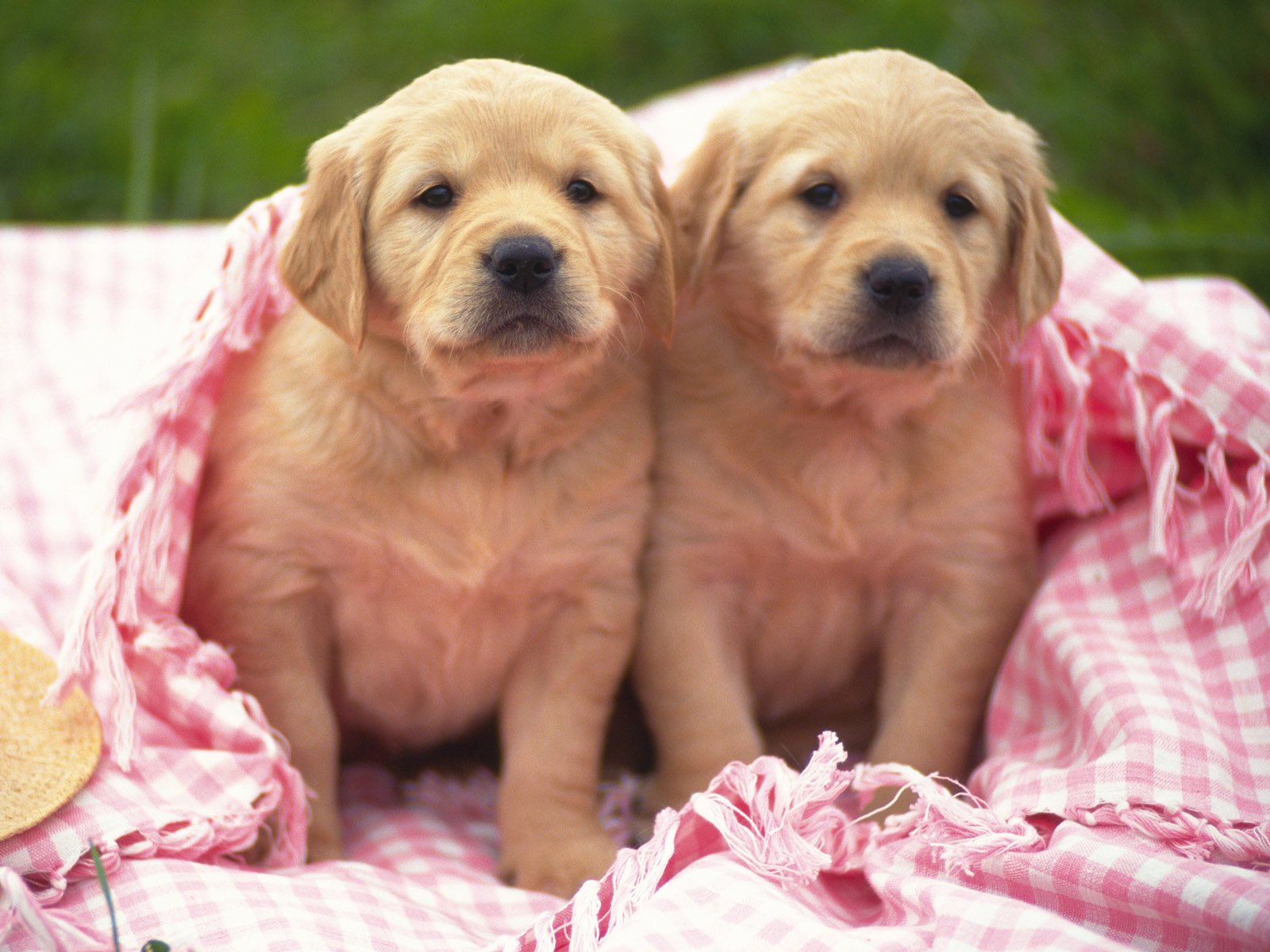 Download mobile wallpaper Dogs, Animal, Puppy for free.