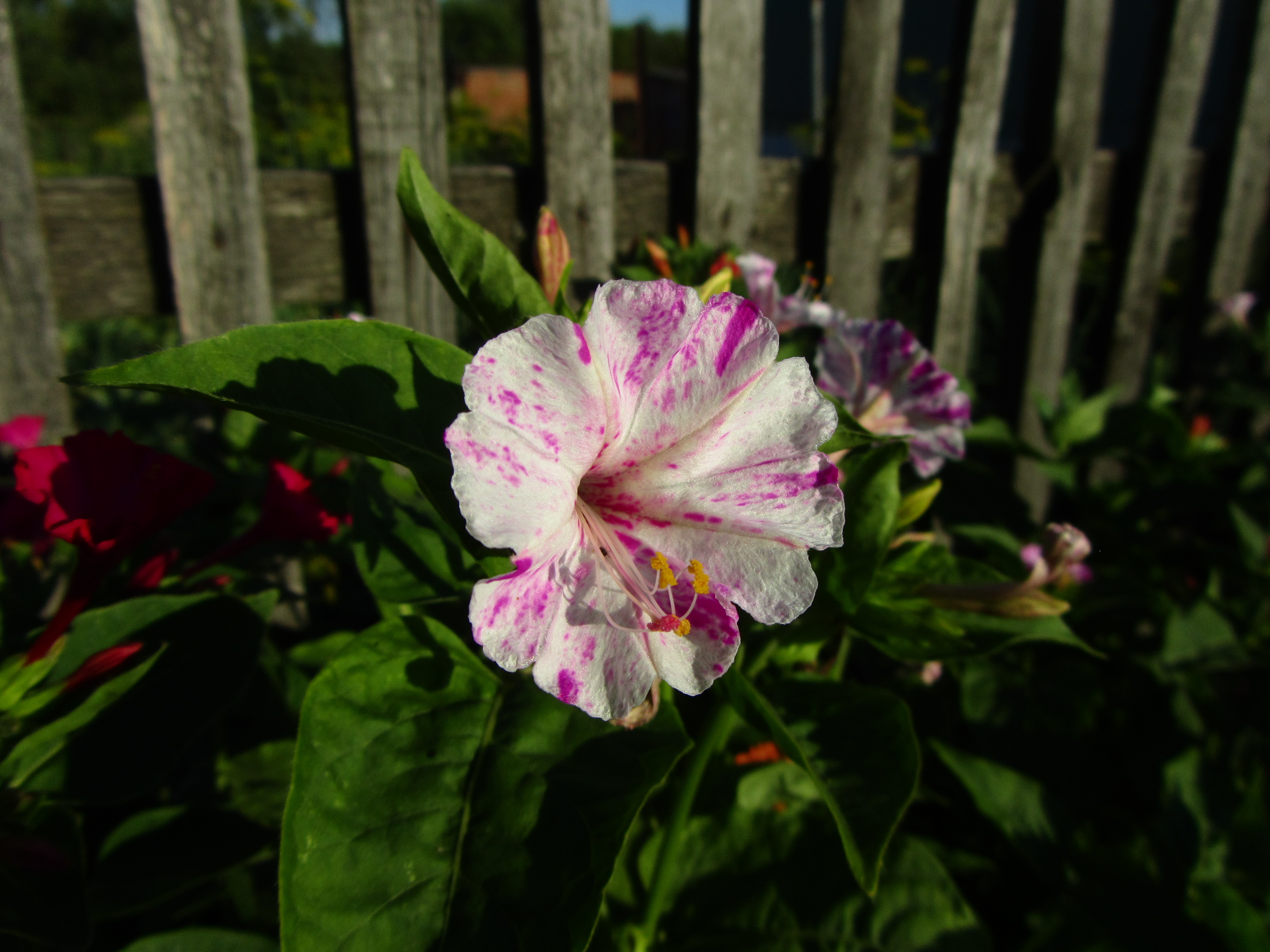 Laden Sie das Blumen, Blume, Erde/natur-Bild kostenlos auf Ihren PC-Desktop herunter