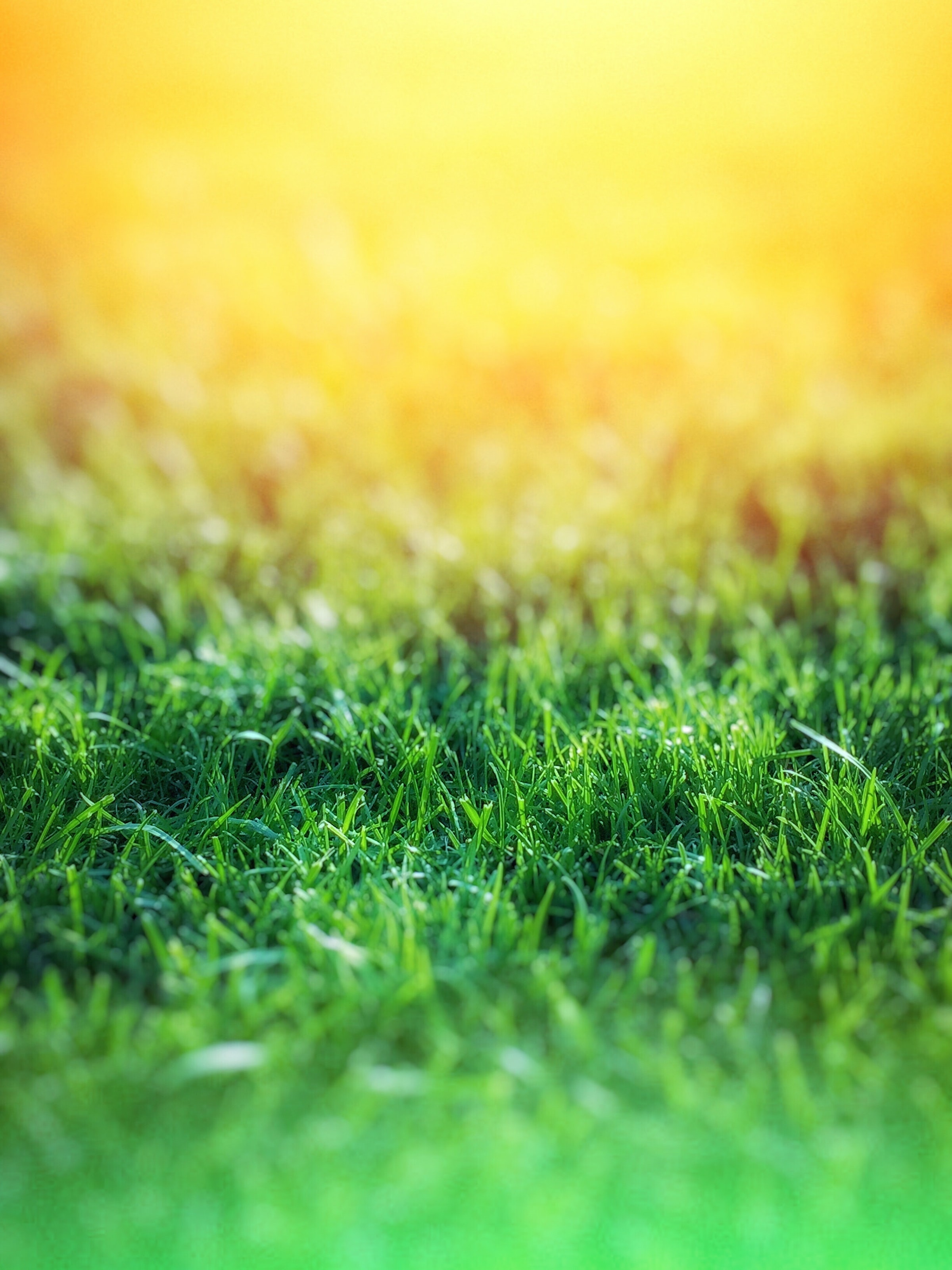 Laden Sie das Grass, Unschärfe, Glatt, Makro-Bild kostenlos auf Ihren PC-Desktop herunter