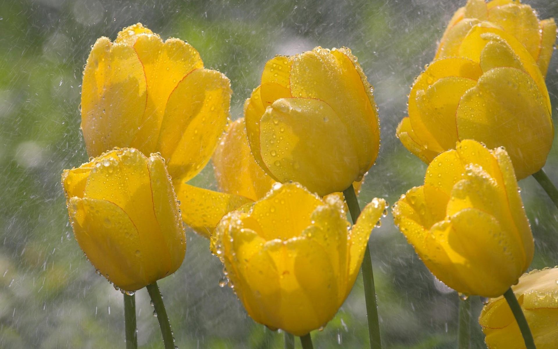 PCデスクトップにフラワーズ, チューリップ, 花, 地球, 黄色い花, 水滴画像を無料でダウンロード