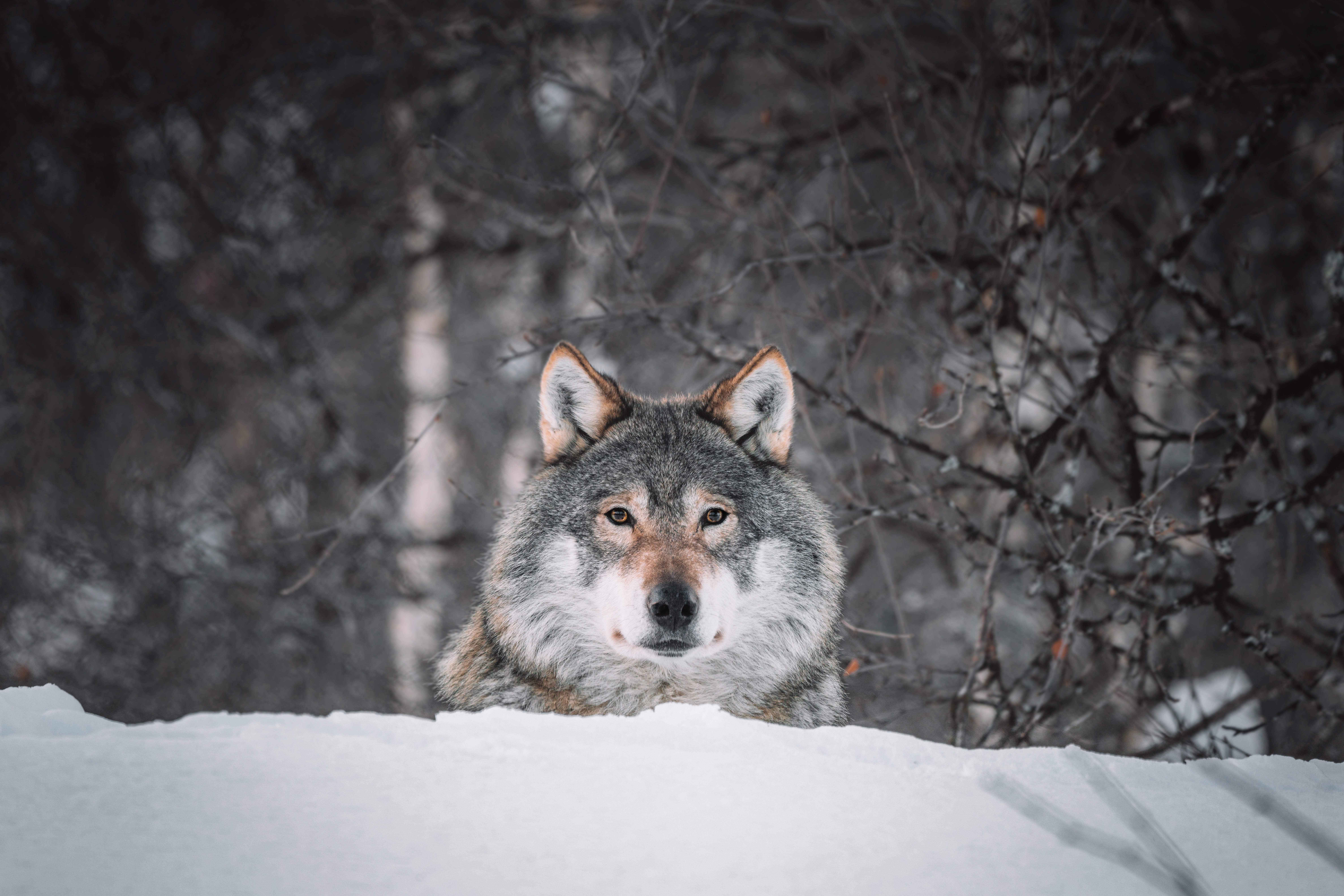90457 télécharger le fond d'écran faune, animaux, neige, prédateur, loup, vue, opinion - économiseurs d'écran et images gratuitement