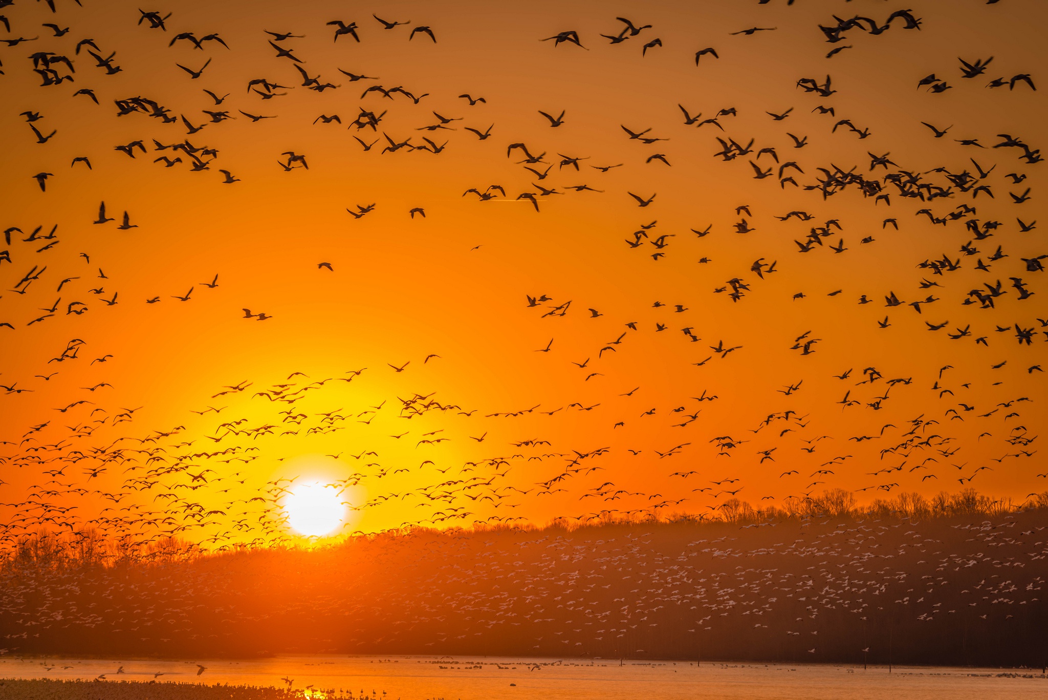 Download mobile wallpaper Birds, Bird, Sunrise, Animal, Flock Of Birds for free.