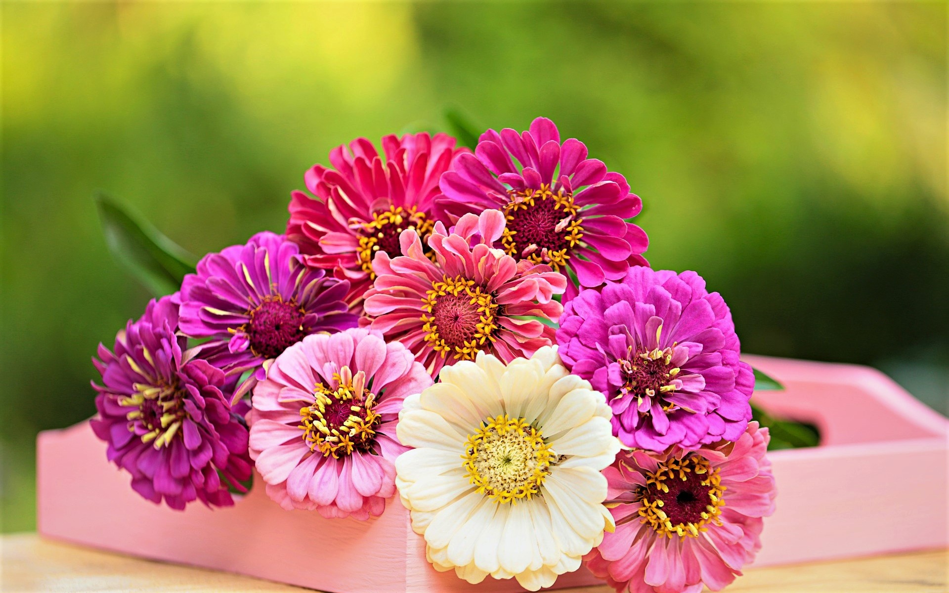 Download mobile wallpaper Flowers, Flower, Bouquet, Earth, Daisy, Pink Flower, Zinnea for free.