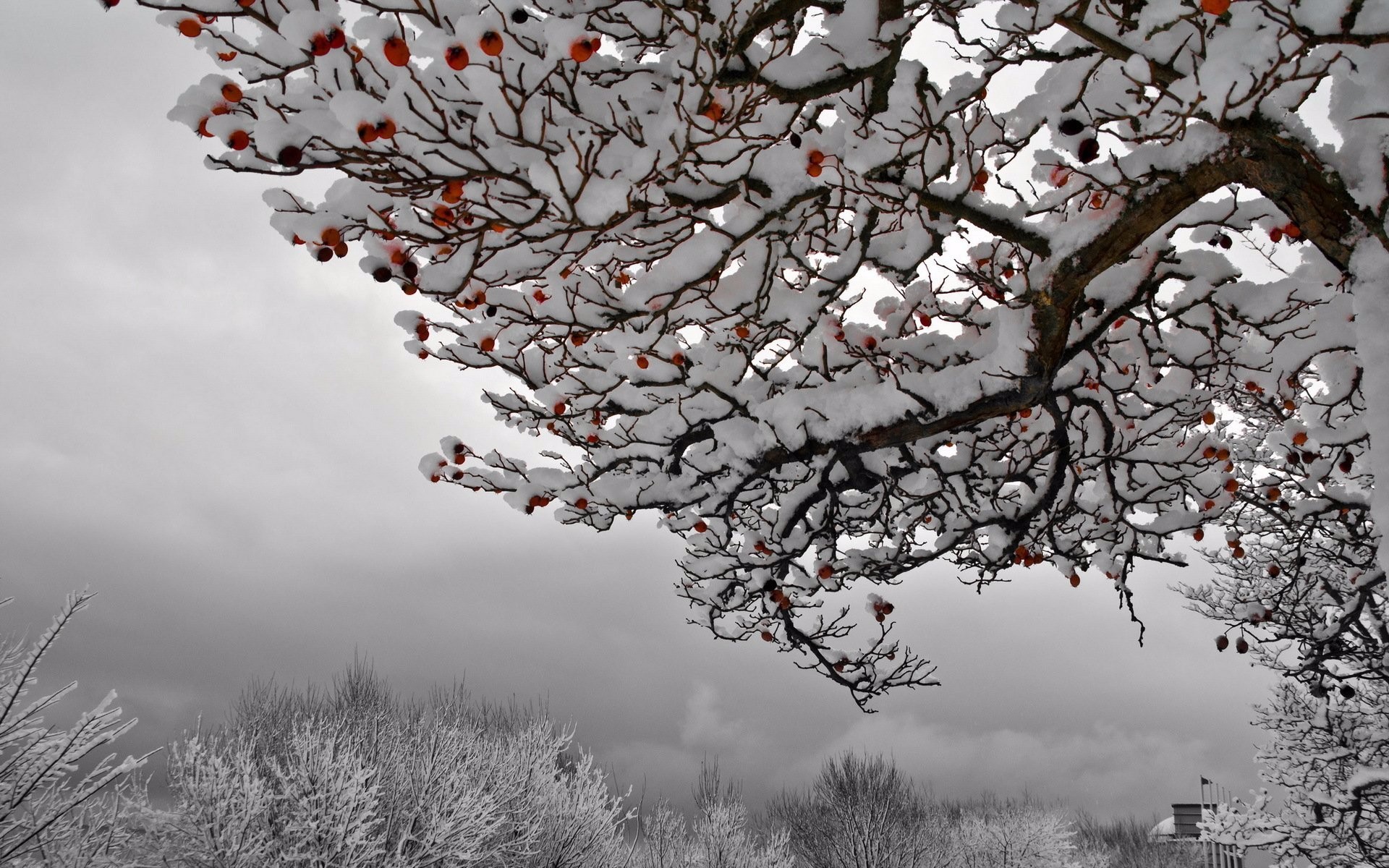 Téléchargez des papiers peints mobile Hiver, Arbre, Branche, Terre/nature, Neiger gratuitement.