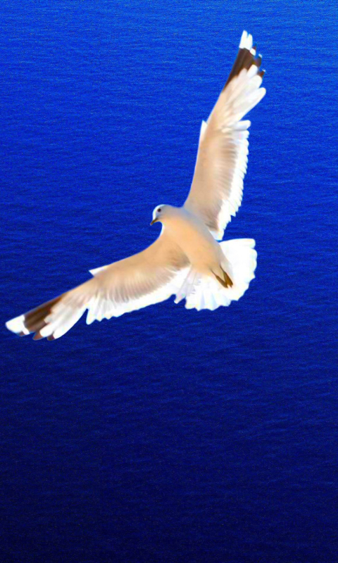Download mobile wallpaper Birds, Bird, Animal, Seagull for free.