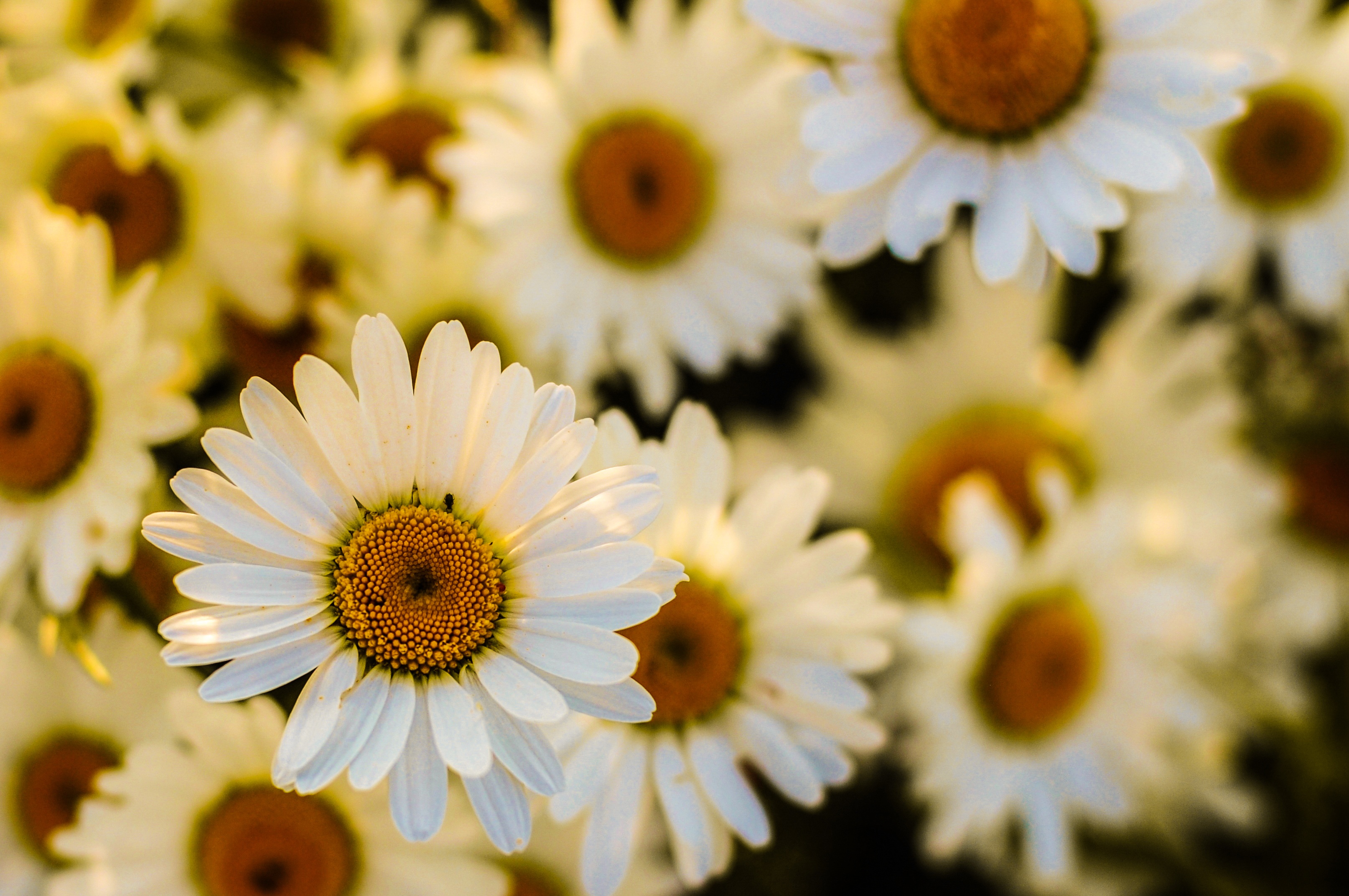 Laden Sie das Kamille, Makro, Fokus, Blumen, Blütenblätter-Bild kostenlos auf Ihren PC-Desktop herunter