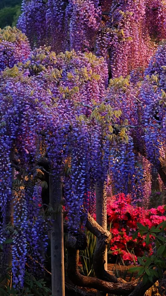 Download mobile wallpaper Flowers, Earth, Wisteria, Purple Flower for free.
