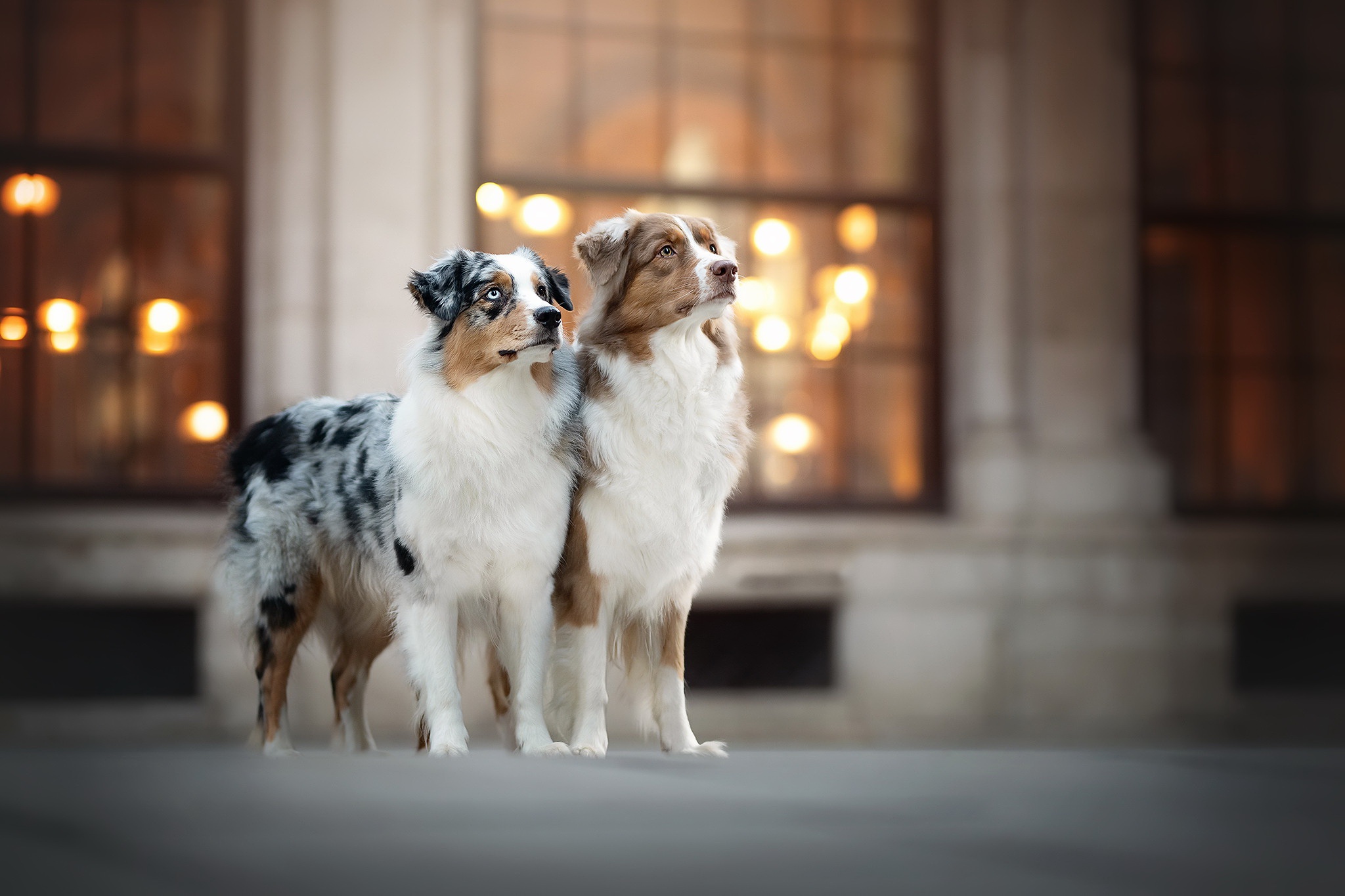 PCデスクトップに動物, 犬, オーストラリアン シェパード画像を無料でダウンロード