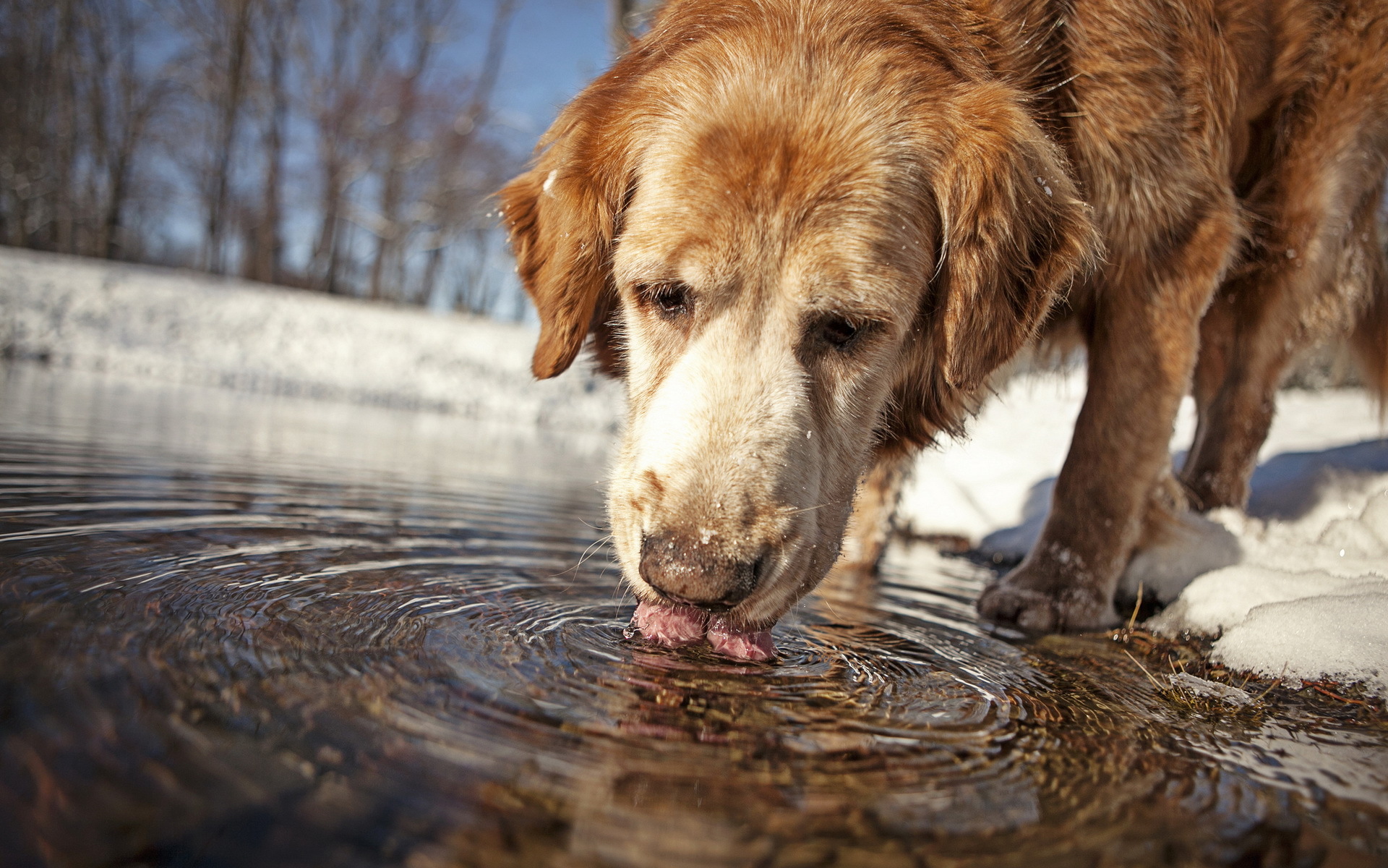 Téléchargez gratuitement l'image Animaux, Chiens, Chien sur le bureau de votre PC