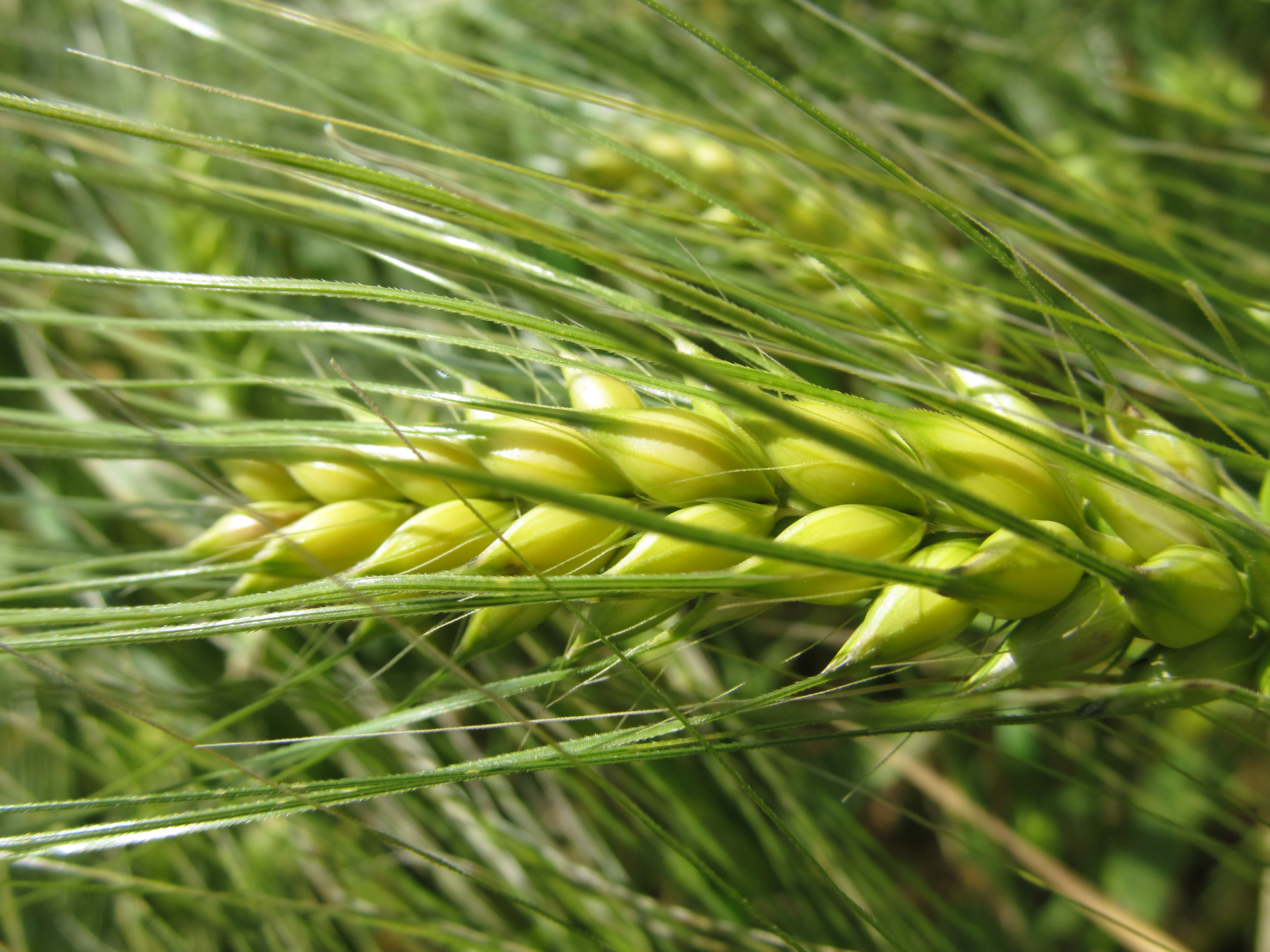 Laden Sie das Natur, Erde/natur, Planze-Bild kostenlos auf Ihren PC-Desktop herunter