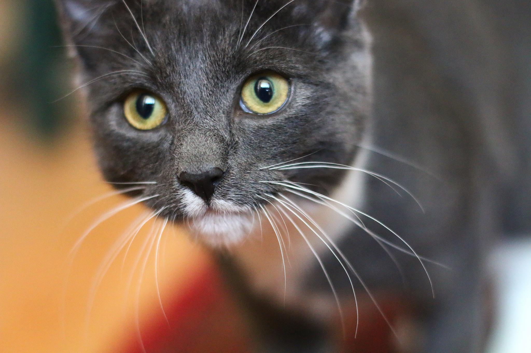 Baixar papel de parede para celular de Animais, Gatos, Gato, Fechar Se gratuito.