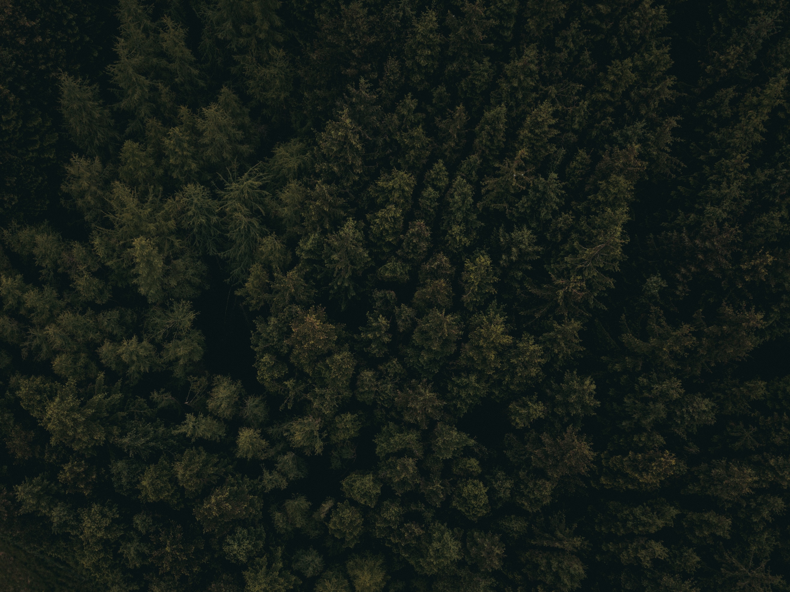 Free download wallpaper Trees, View From Above, Nature, Top, Forest, Tops, Dark on your PC desktop