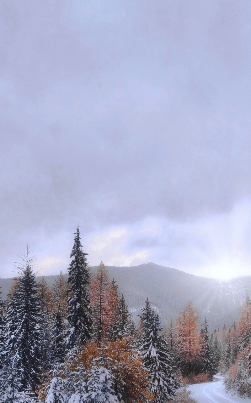 1401192 скачать обои земля/природа, падать, монтана, снег, лес - заставки и картинки бесплатно