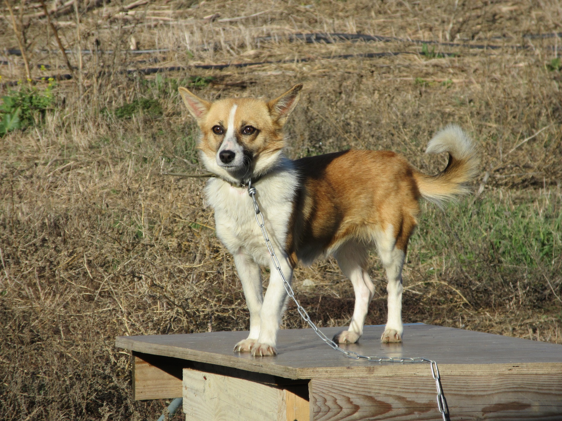 PCデスクトップに動物, 犬画像を無料でダウンロード