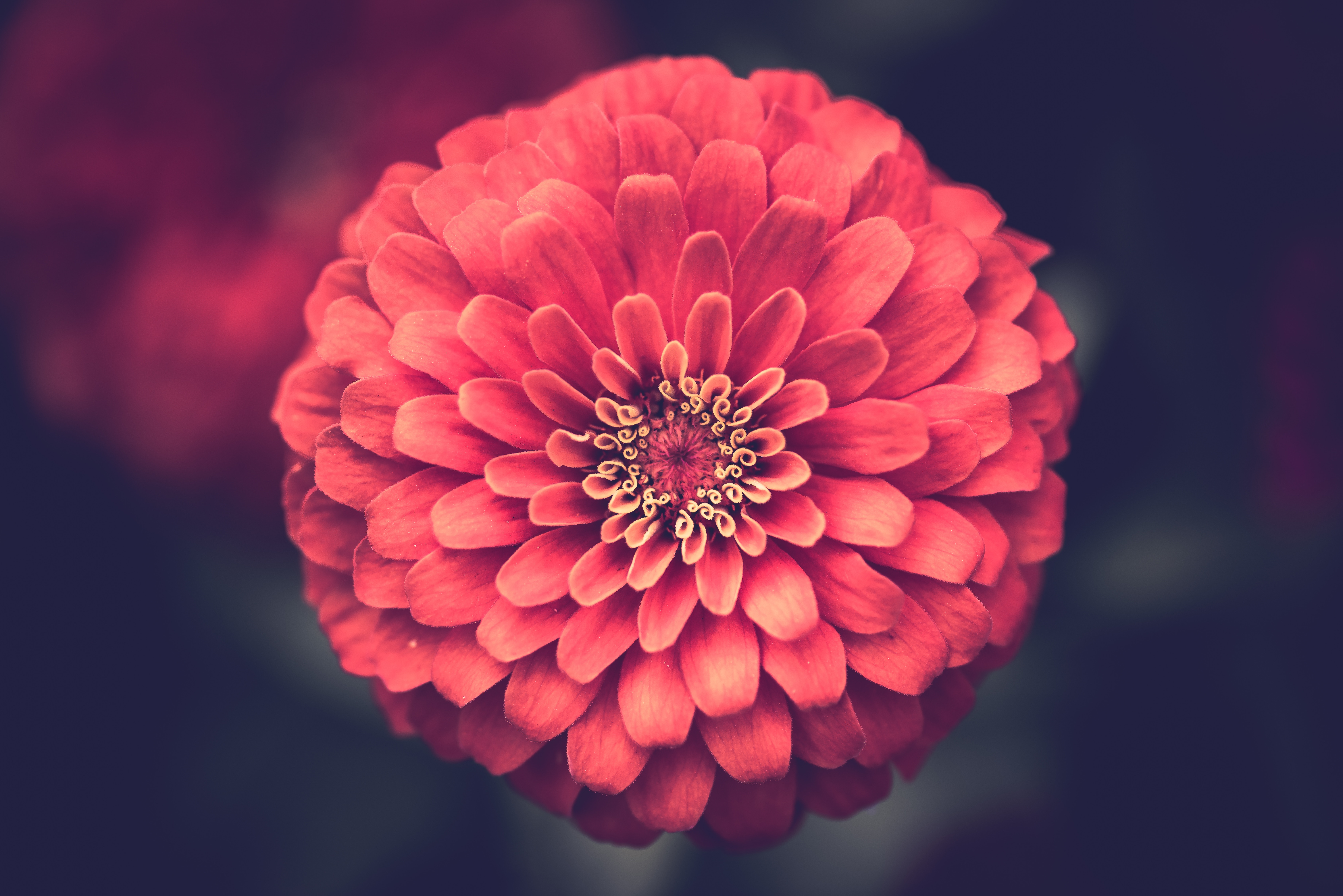 417637 descargar fondo de pantalla tierra/naturaleza, dalia, flor, macrofotografía, flor rosa, flores: protectores de pantalla e imágenes gratis