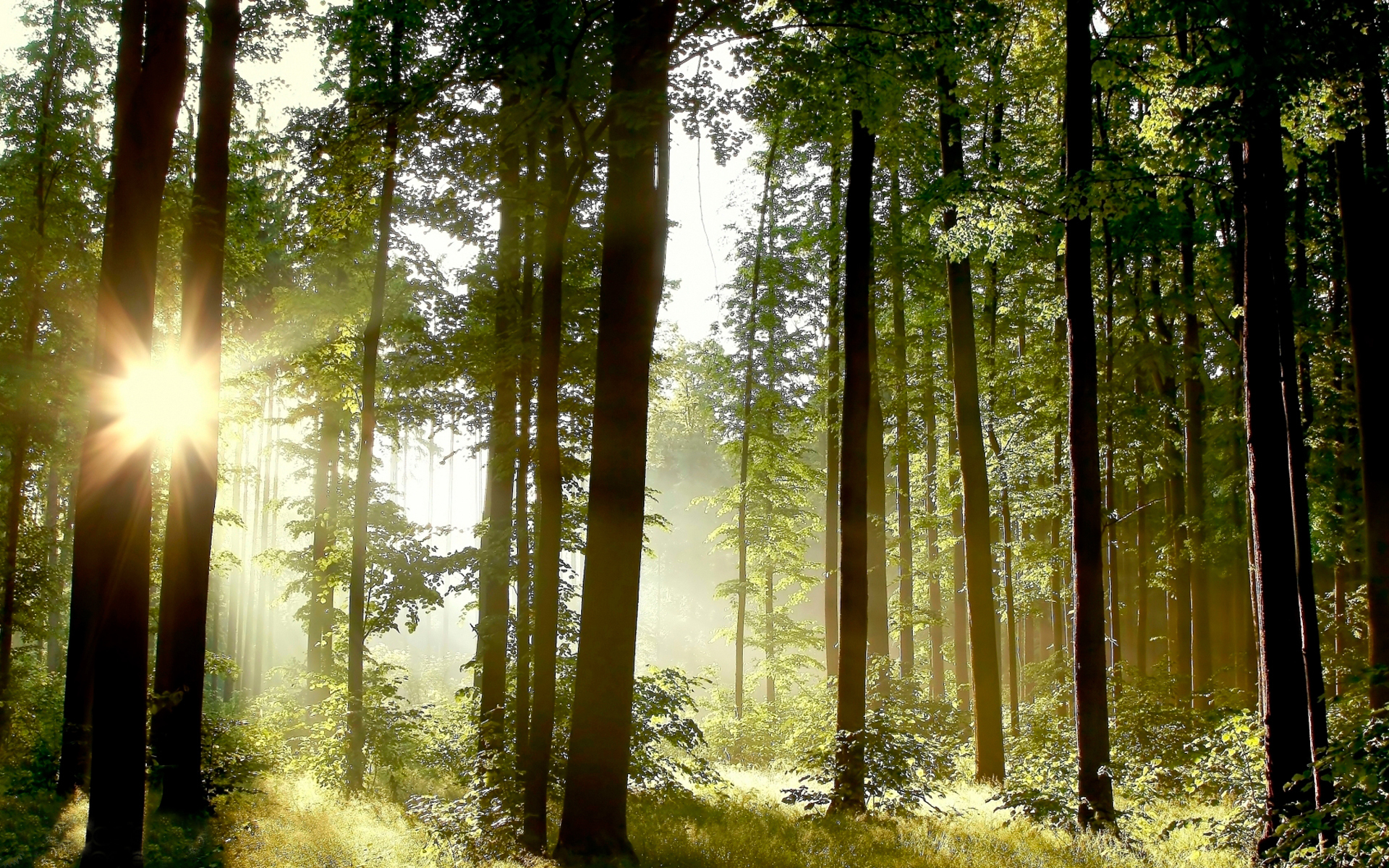 Téléchargez gratuitement l'image Rayon De Soleil, Terre/nature sur le bureau de votre PC