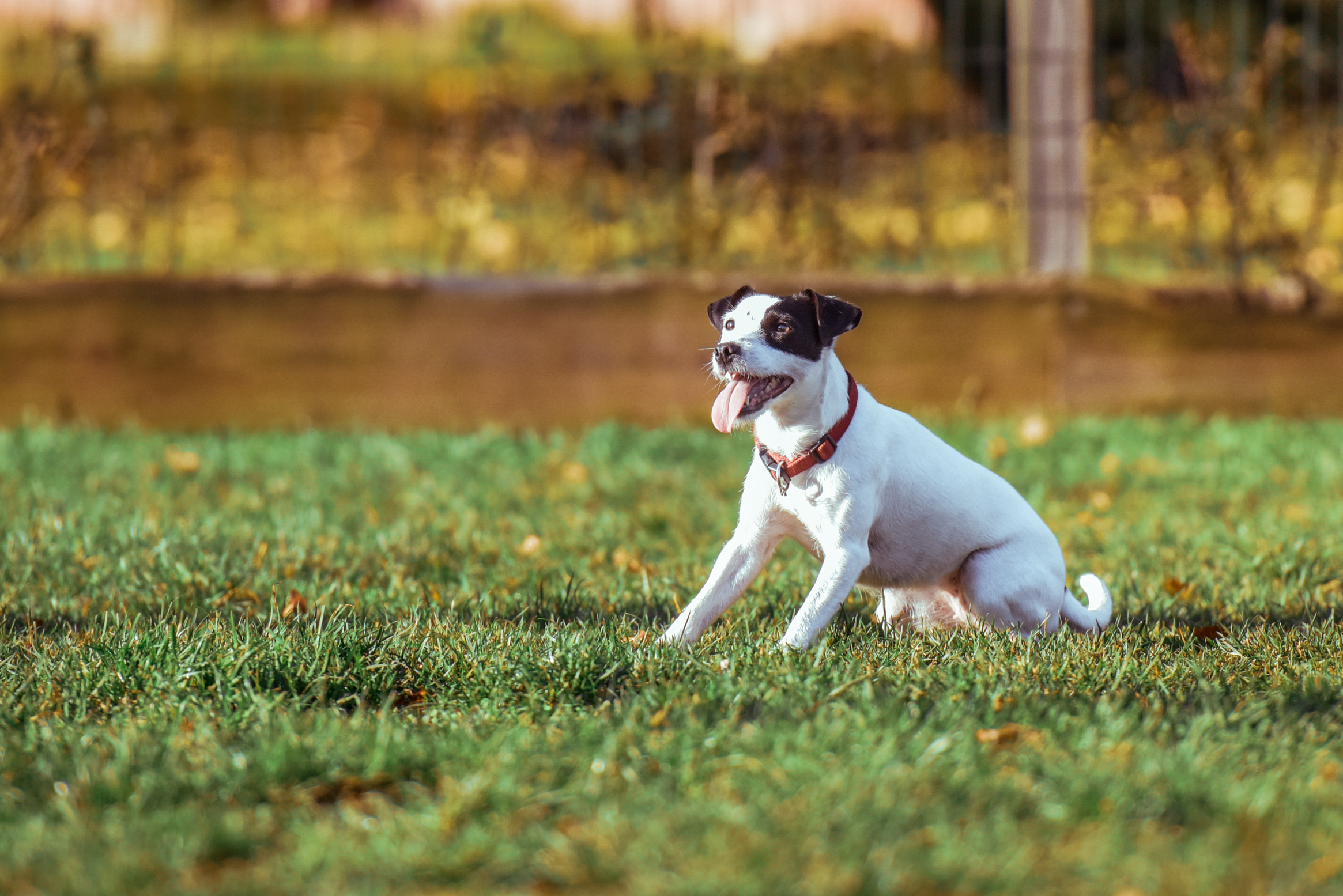 Handy-Wallpaper Hund, Spielerisch, Spielerische, Tiere, Grass, Sonnenlicht kostenlos herunterladen.
