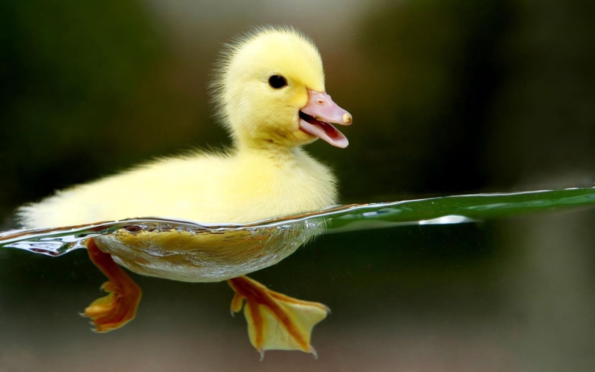 Téléchargez des papiers peints mobile Animaux, Canard gratuitement.