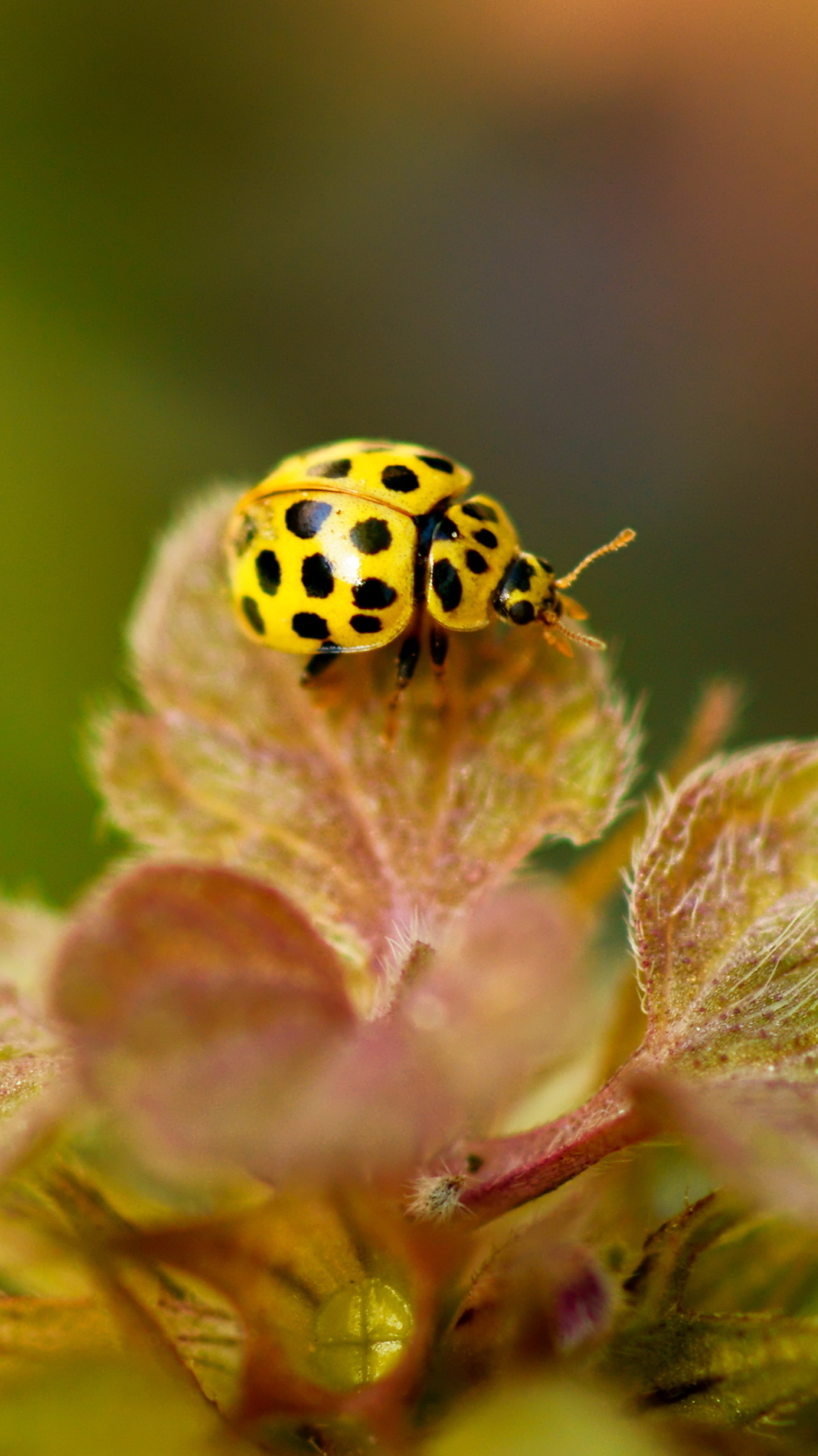 Handy-Wallpaper Tiere, Marienkäfer kostenlos herunterladen.