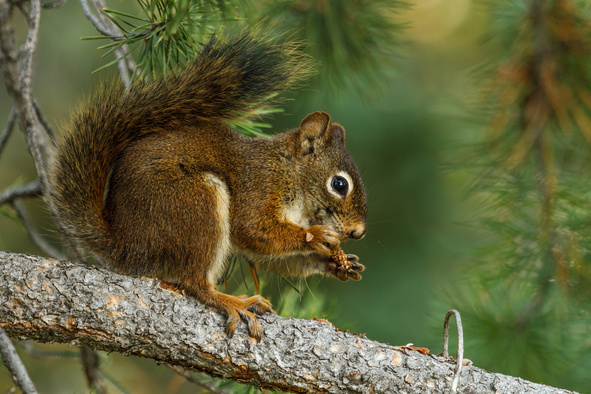 Download mobile wallpaper Fir, Branch, Spruce, Animals, Animal, Squirrel for free.