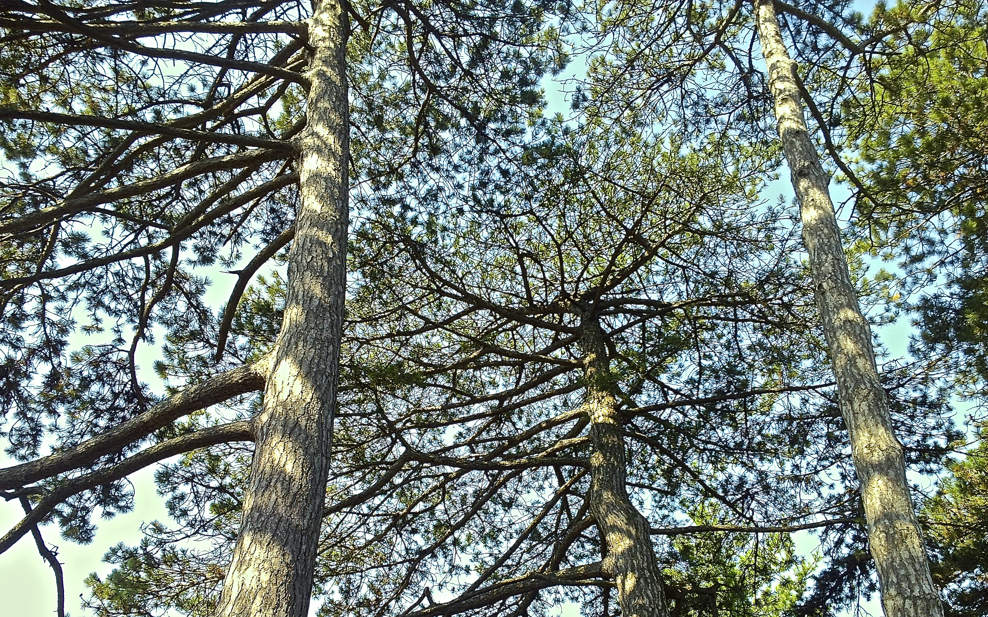 Handy-Wallpaper Bäume, Baum, Erde/natur kostenlos herunterladen.