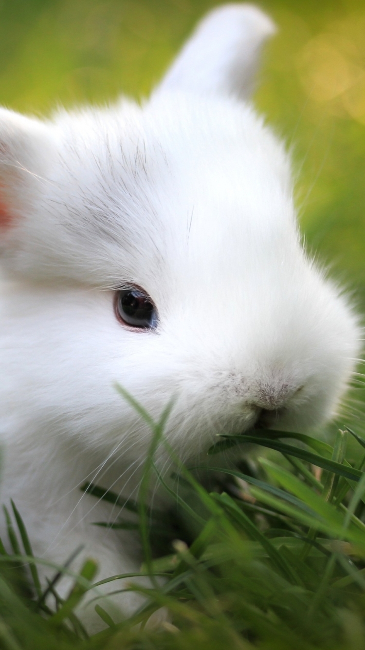 Download mobile wallpaper Easter, Animal, Rabbit for free.