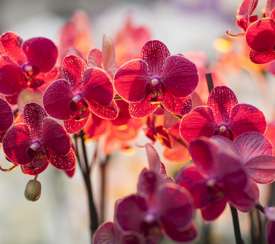 Descarga gratuita de fondo de pantalla para móvil de Flores, Orquídea, Tierra/naturaleza.