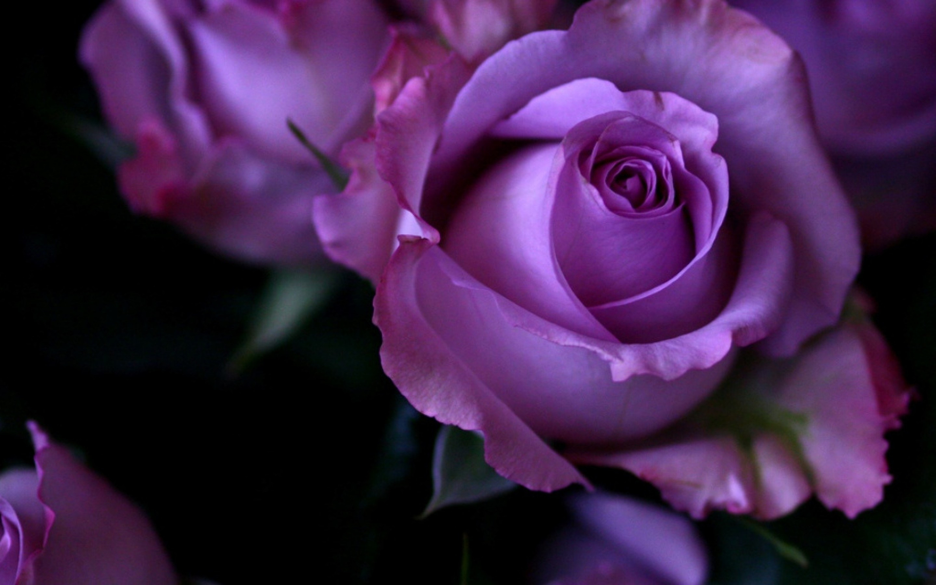 Laden Sie das Natur, Blumen, Blume, Rose, Nahansicht, Lila, Lila Blume, Erde/natur-Bild kostenlos auf Ihren PC-Desktop herunter