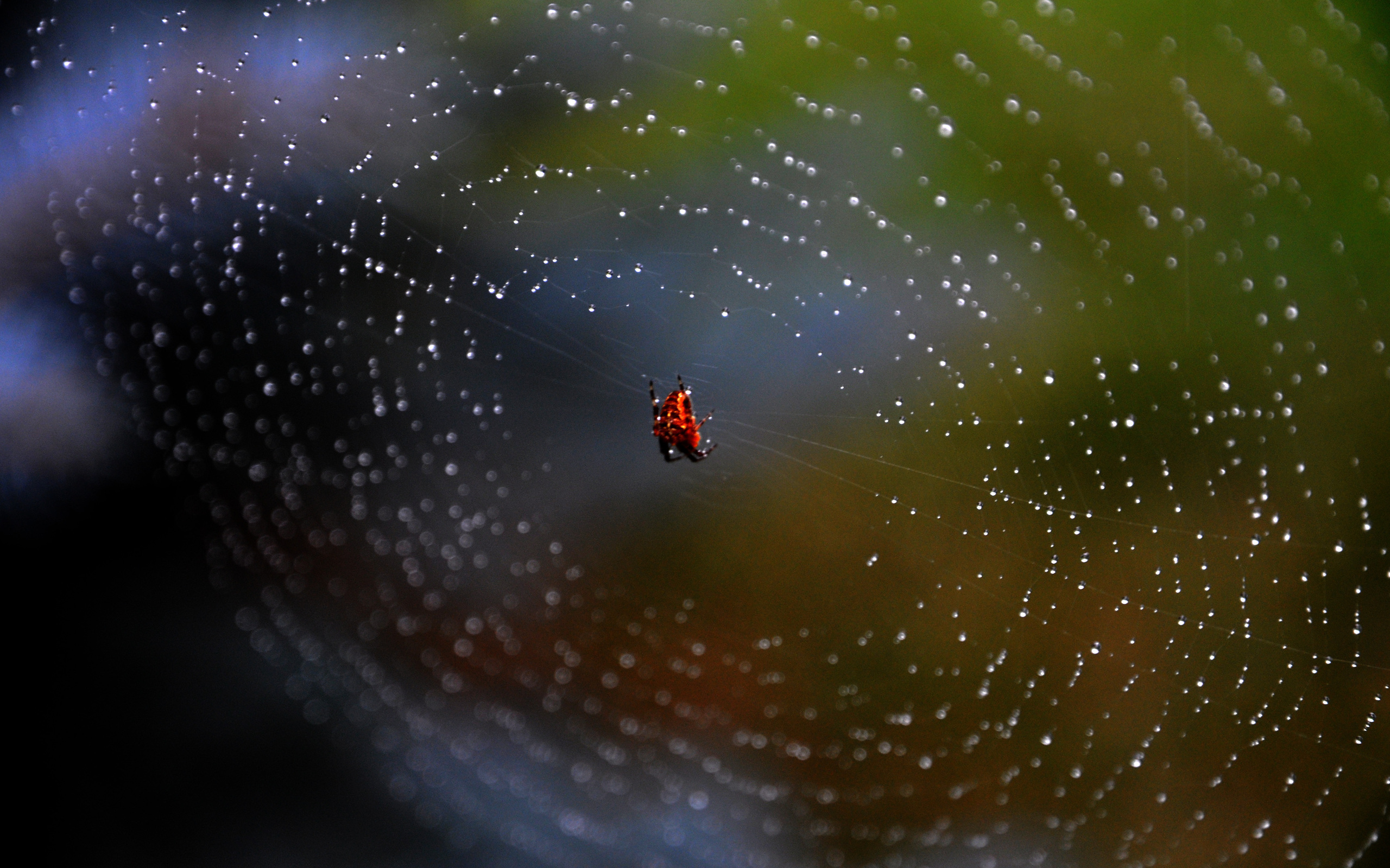 Descarga gratis la imagen Animales, Araña, Arañas en el escritorio de tu PC