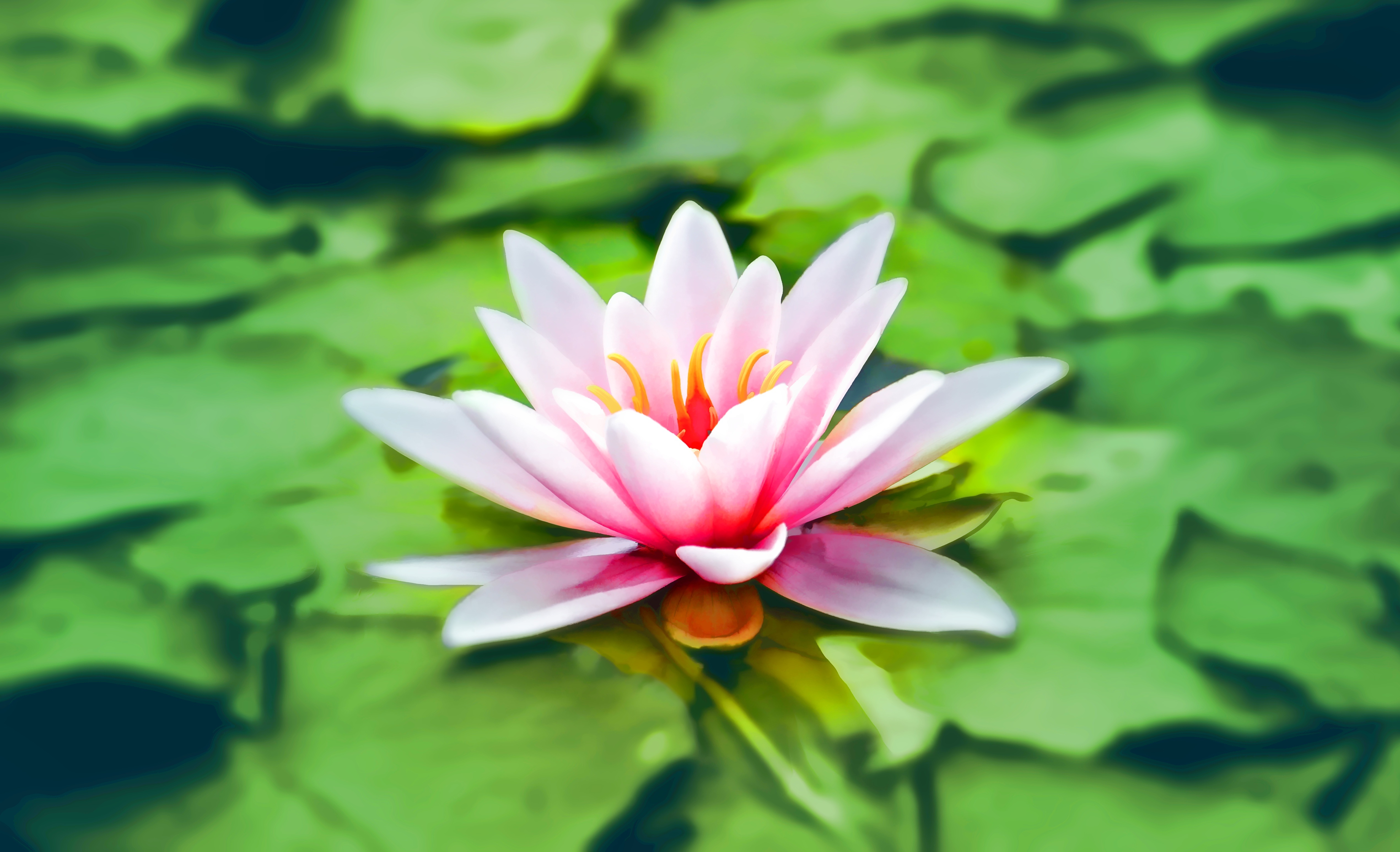 Download mobile wallpaper Flowers, Water, Flower, Earth, Water Lily, Pink Flower for free.